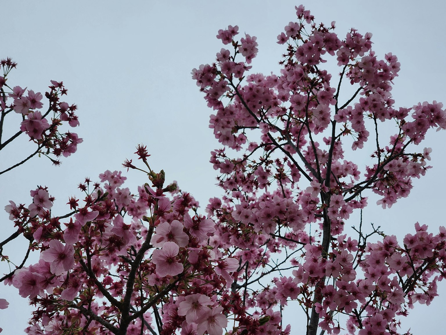 Cherry blossom branches against a cloudy sky