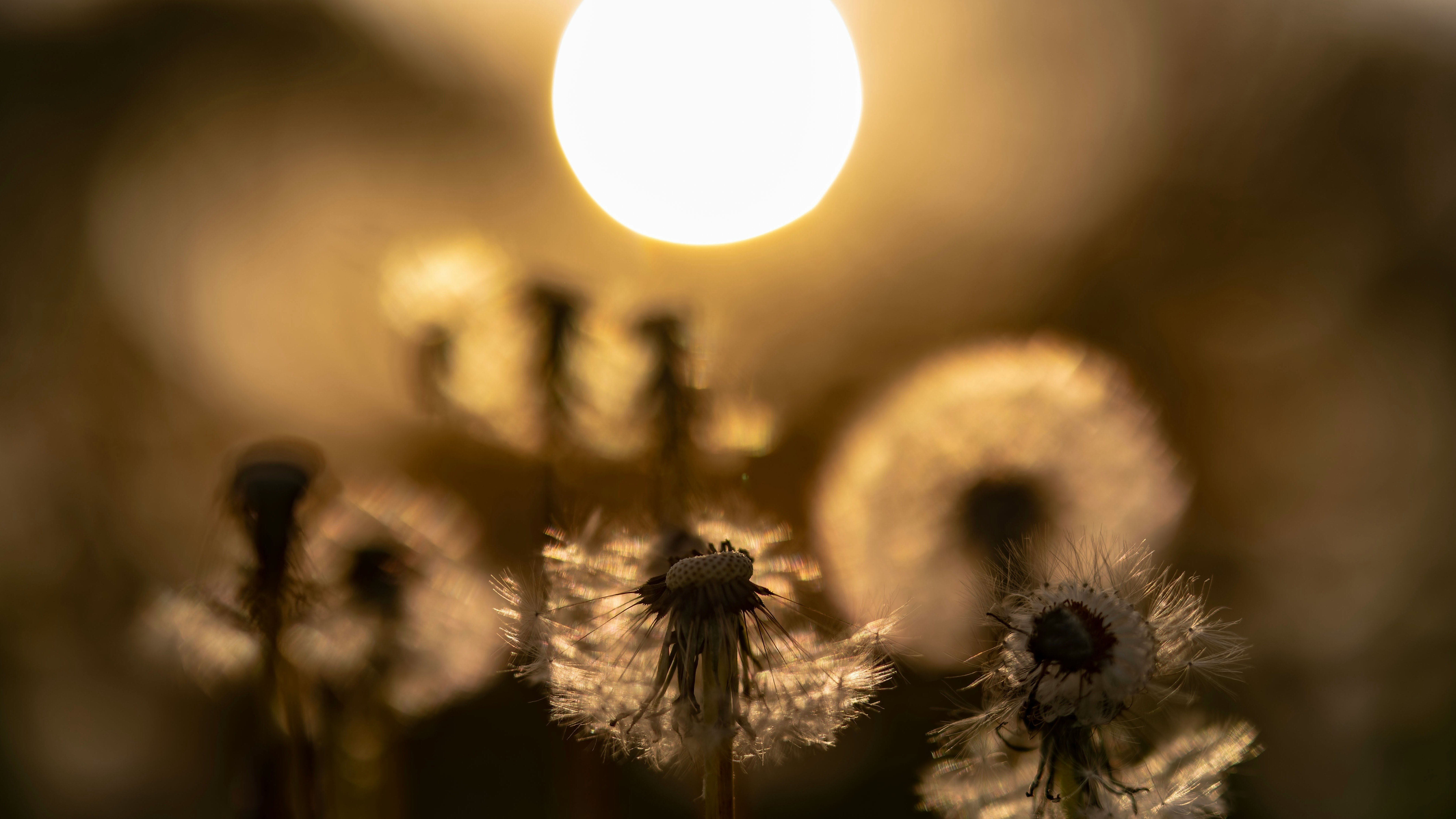 Close-up of dandelion seed fluff with soft backlit bokeh