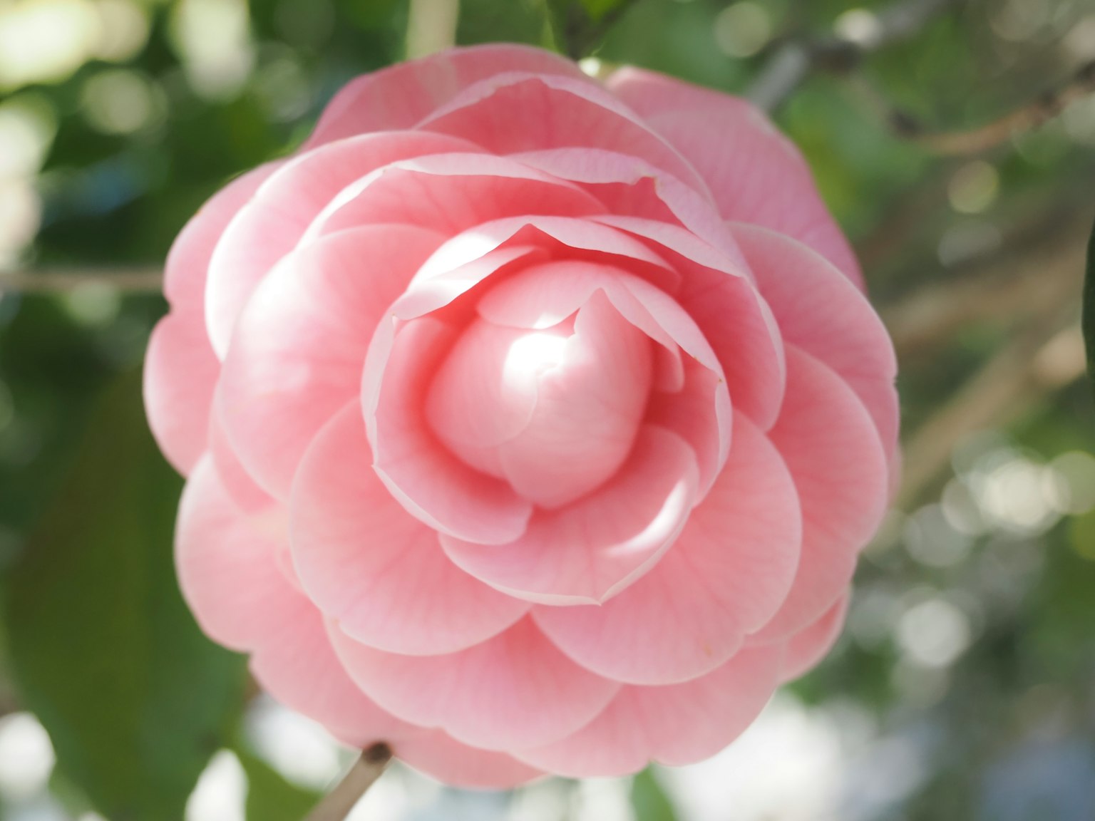 Eine Kamelienblüte mit zarten rosa Blütenblättern