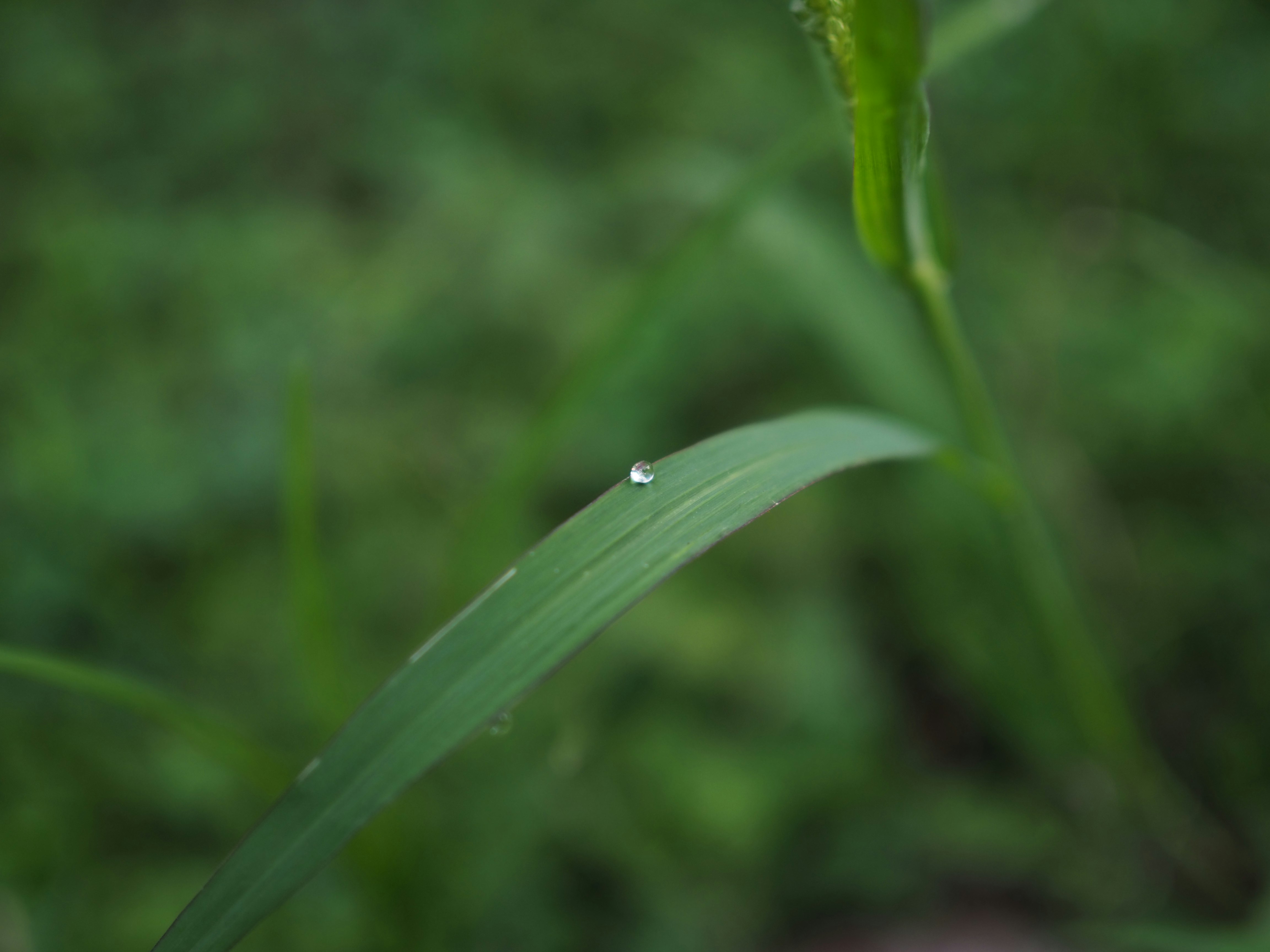 緑の草むらの中で揺れる細い葉のクローズアップ