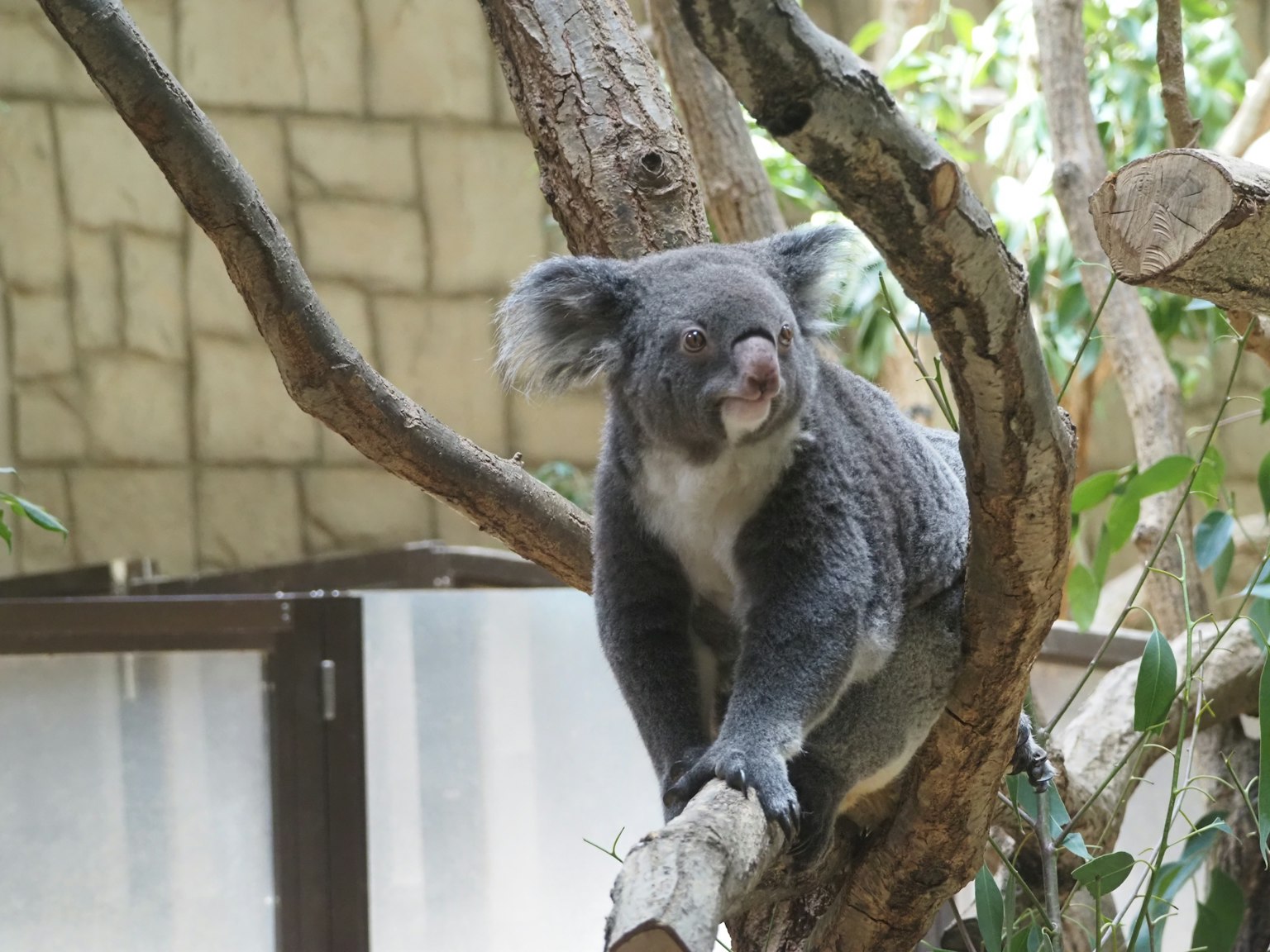 Gros plan d'un koala assis sur une branche d'arbre