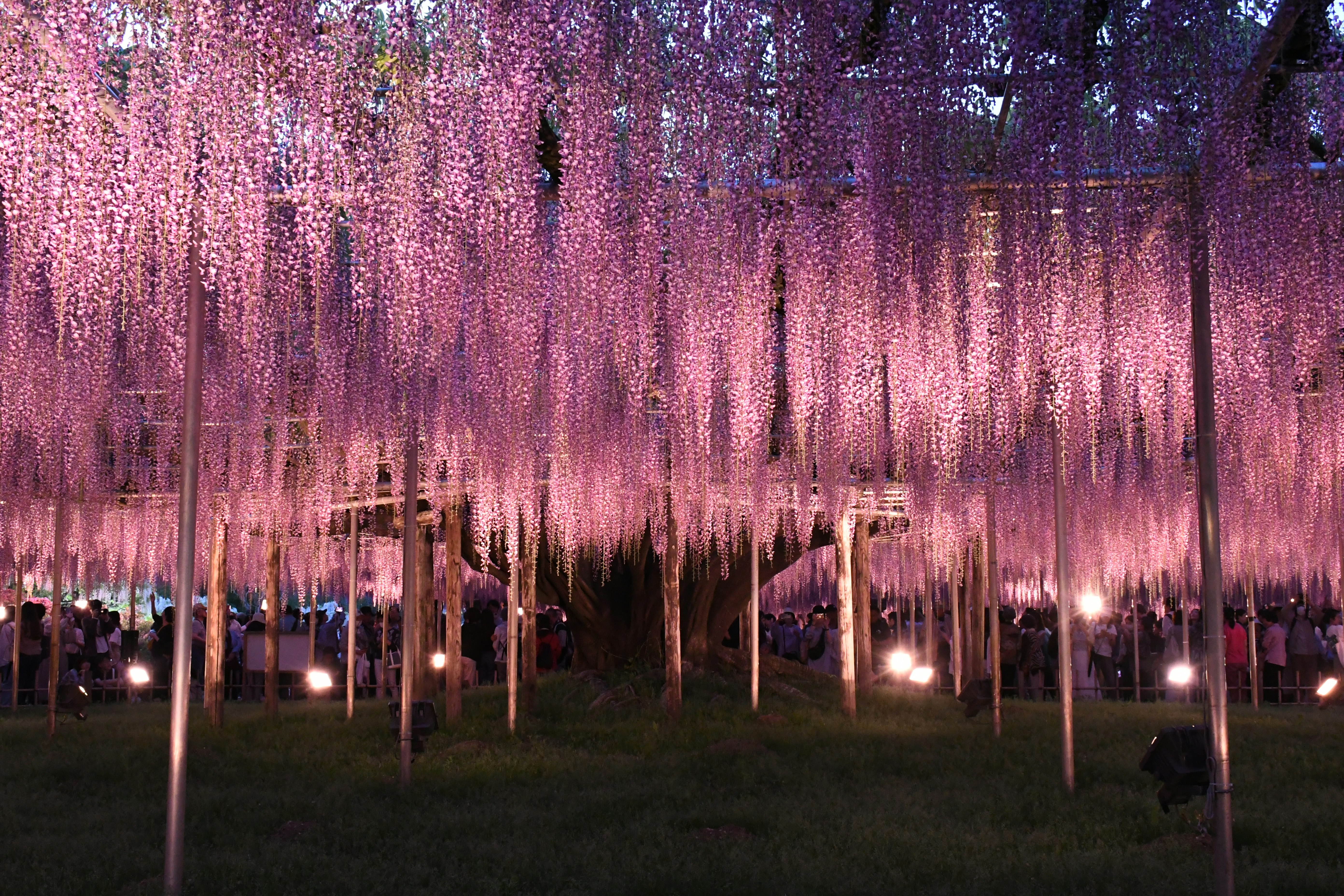 夜のしだれ桜並木に灯る行灯と幻想的な光景