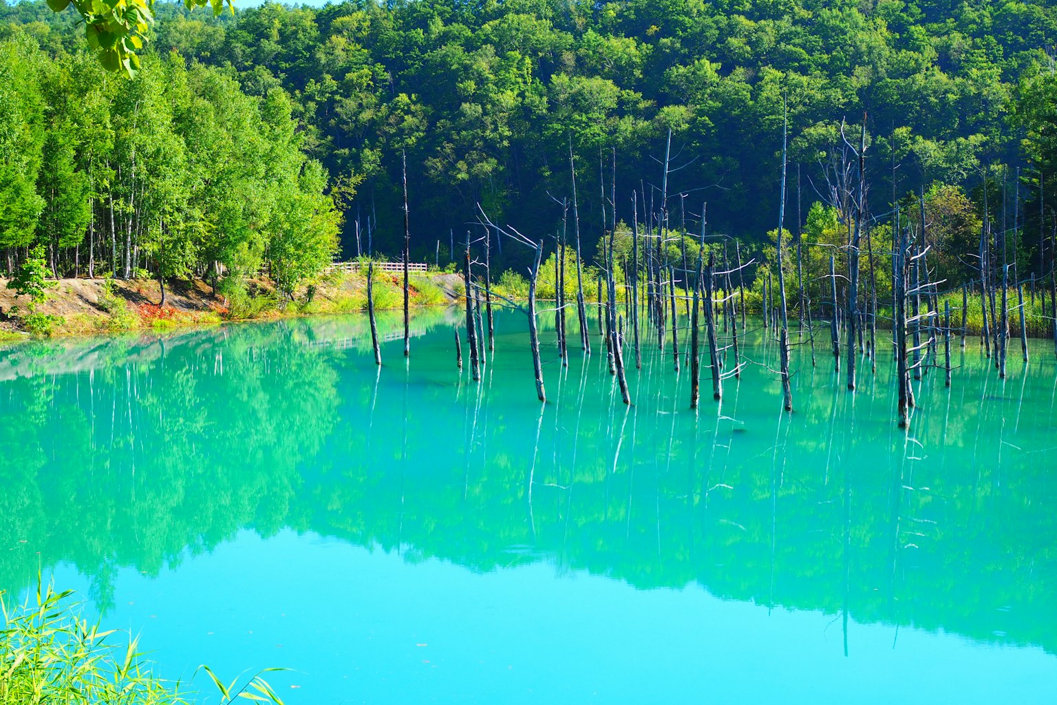 Pemandangan danau yang indah dengan air turquoise dan pohon mati