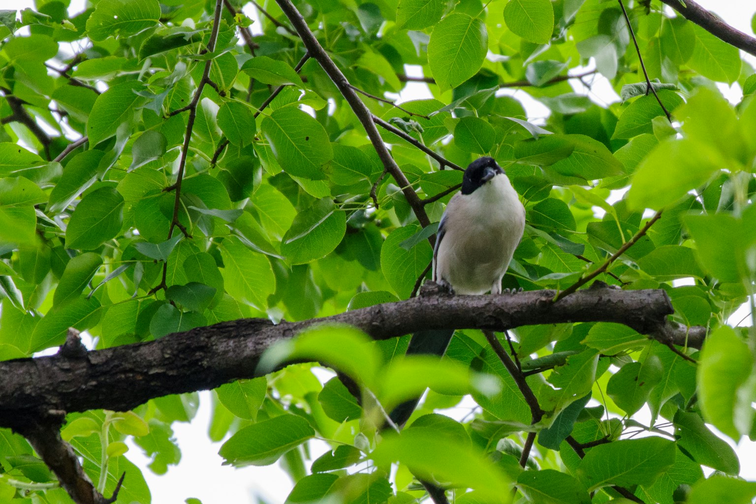 Un oiseau perché sur une branche entourée de feuilles vertes
