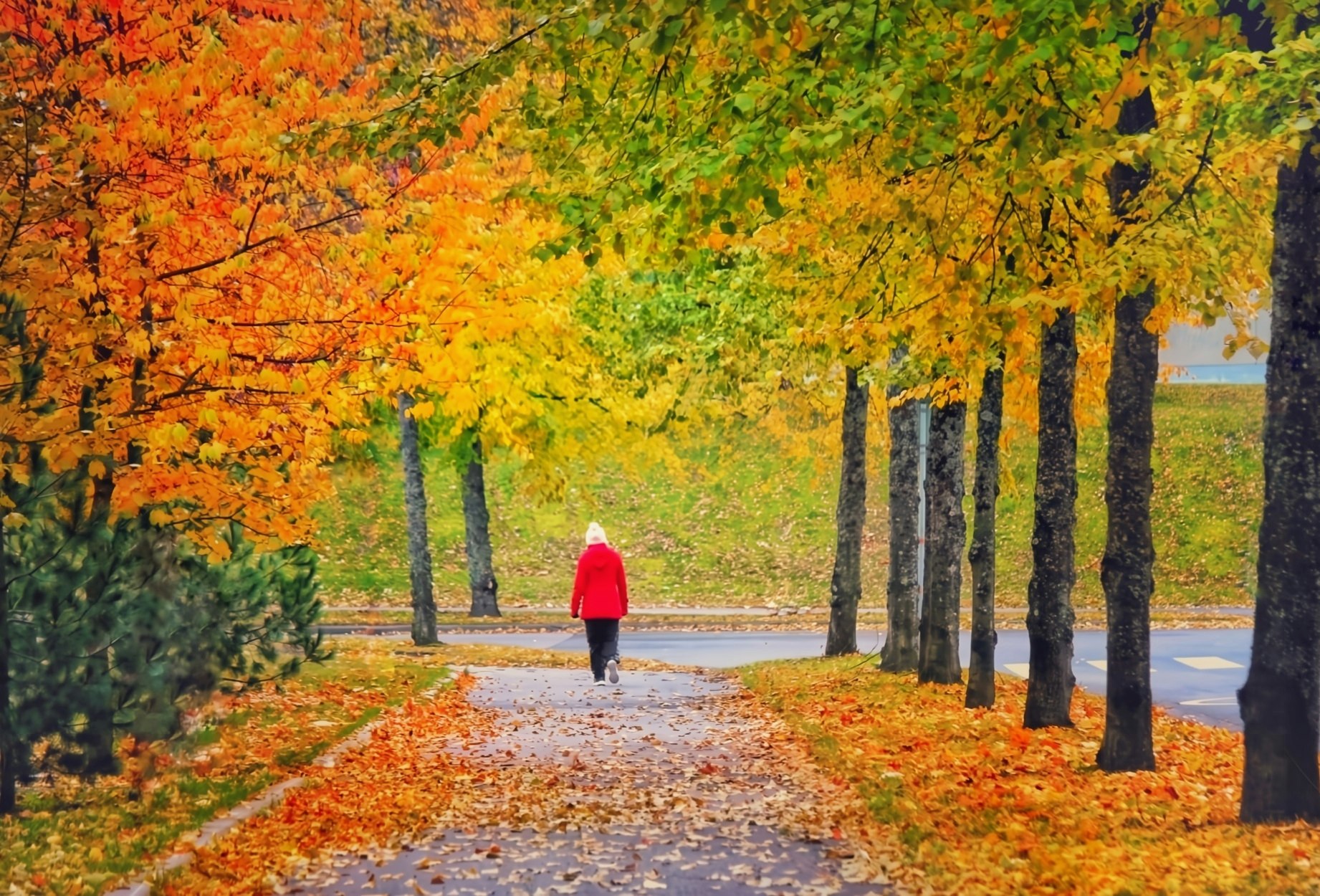 北欧風の秋、紅葉の並木道を歩く人の後ろ姿
