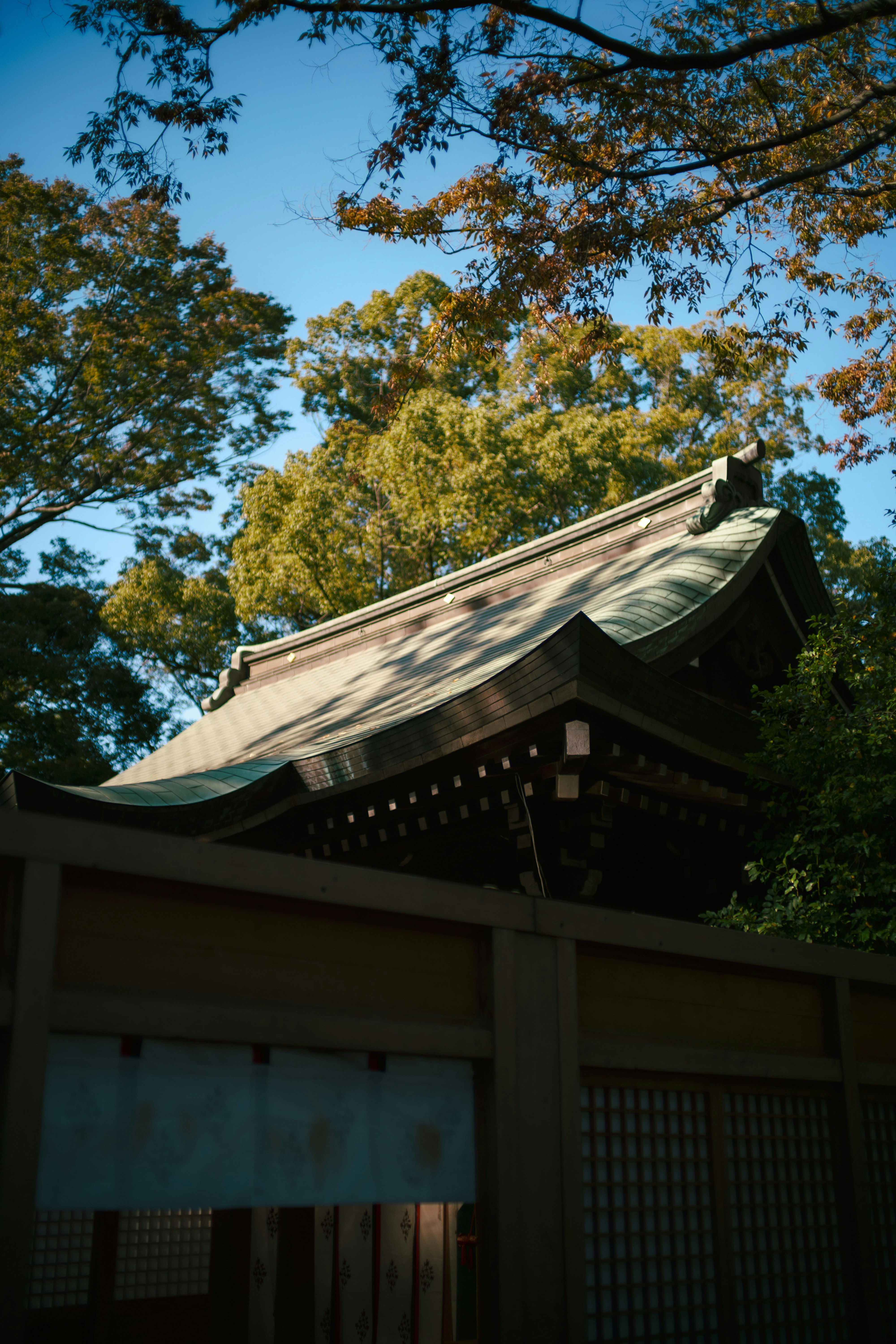 Shrine building and roof under tree branches