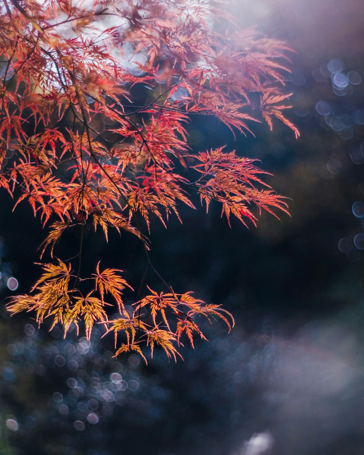 Foglie di acero rosse brillanti illuminate dalla luce autunnale