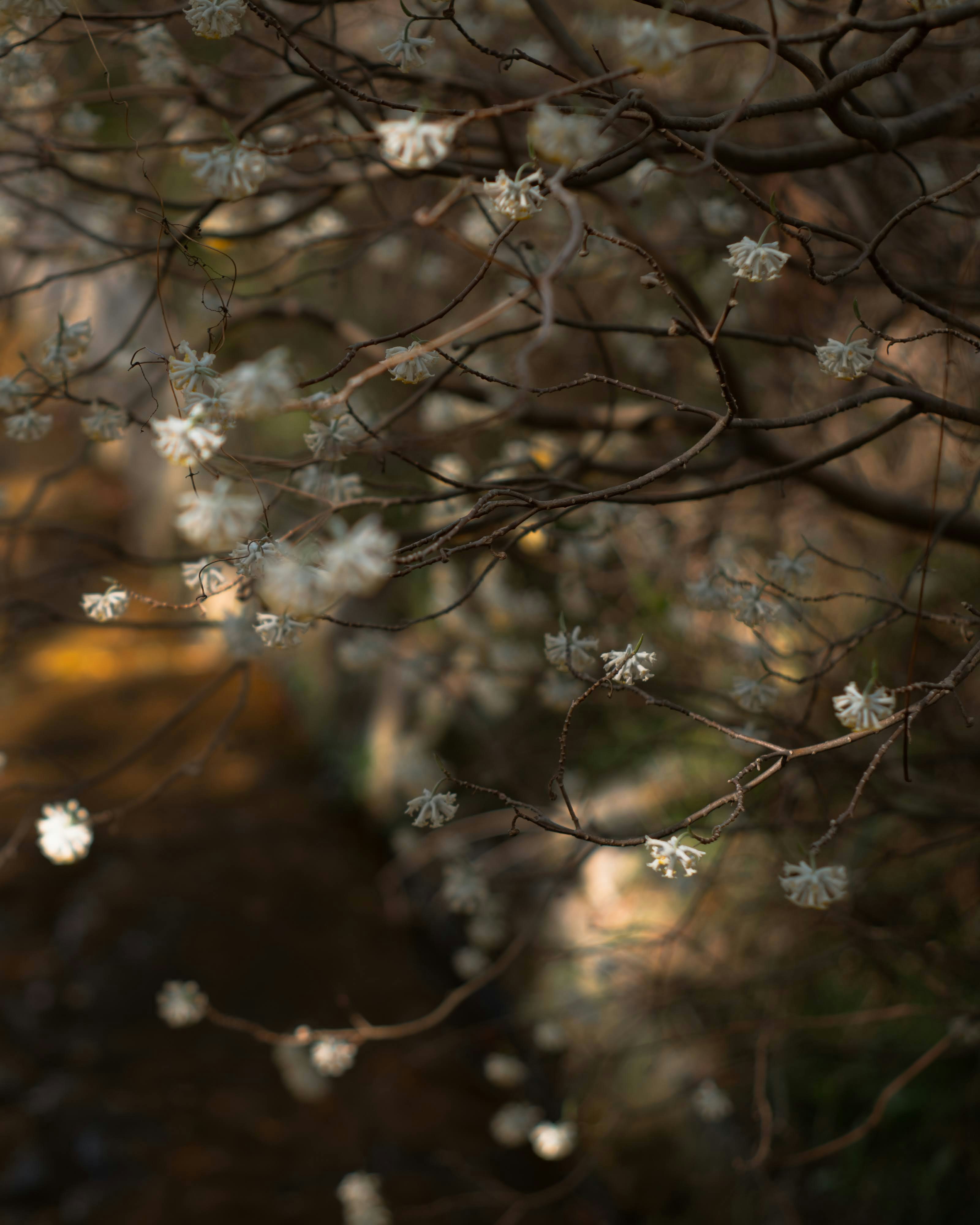 枯枝上的小白花与柔和散景背景