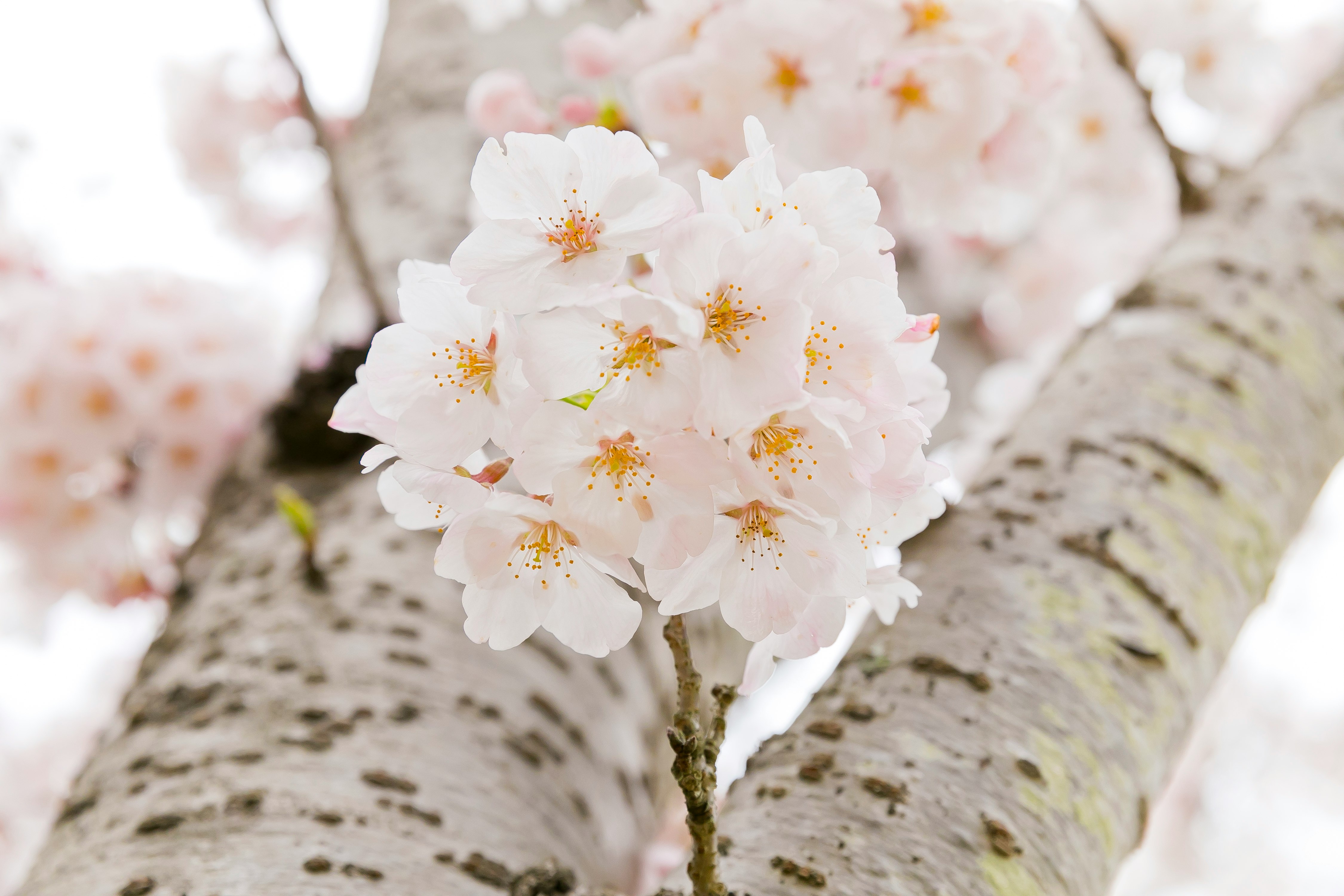 白い桜の花が咲く枝のアップ