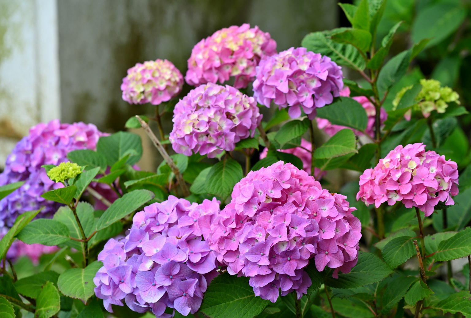 Des hortensias colorés en fleurs dans un jardin