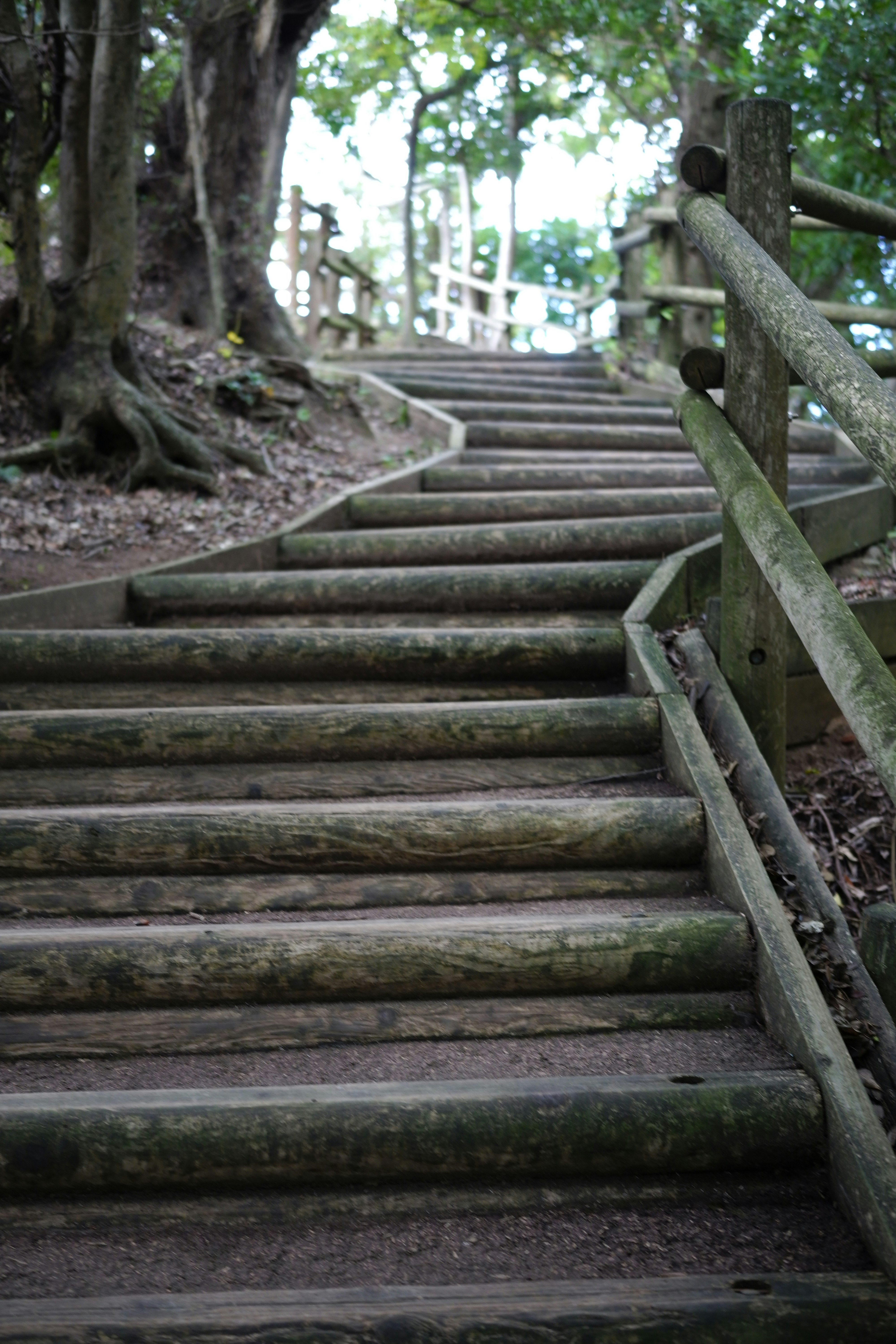 木の根元から続く石段と手すりのある森の小道