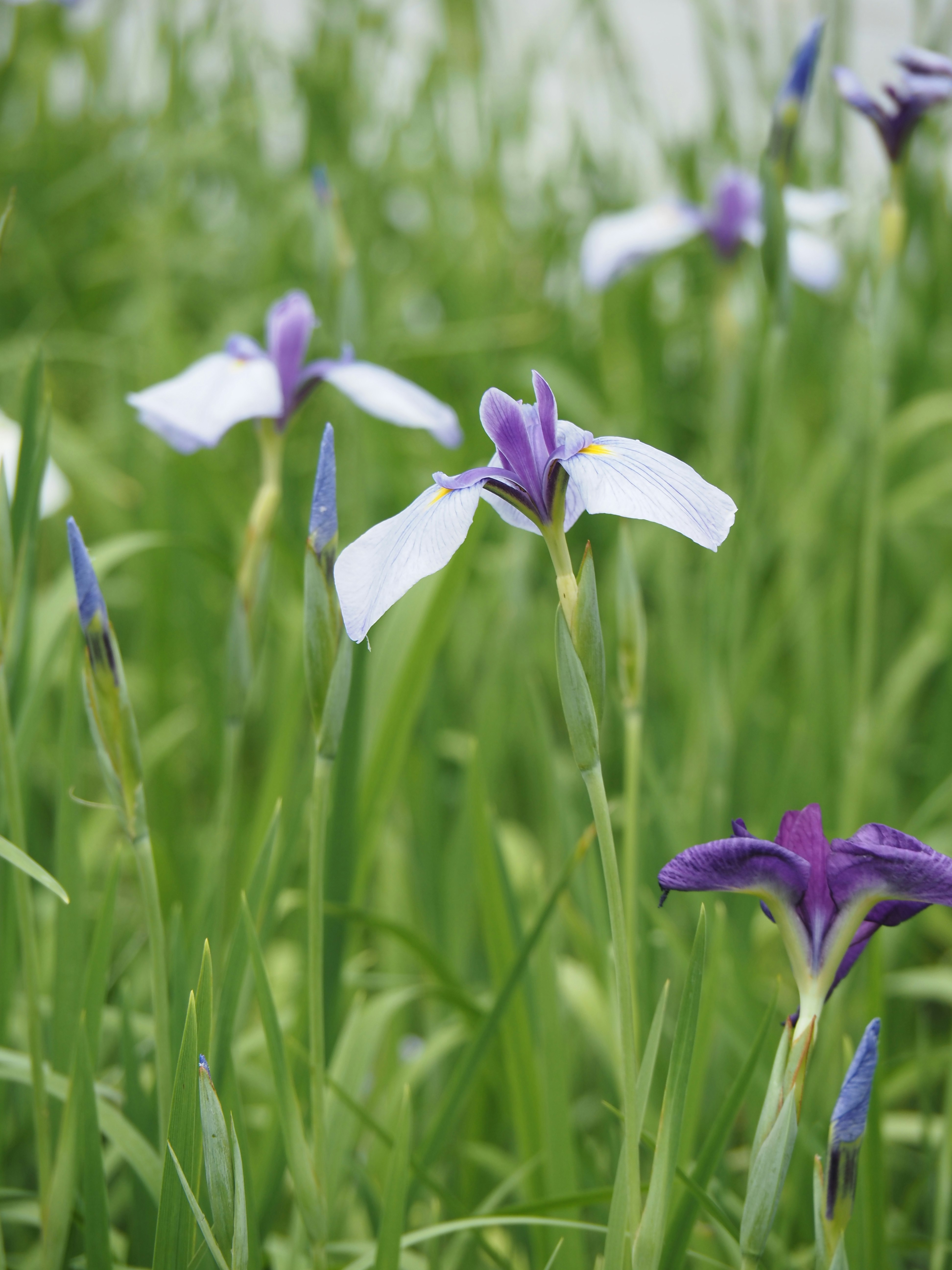 花菖蒲の咲く緑の花畑