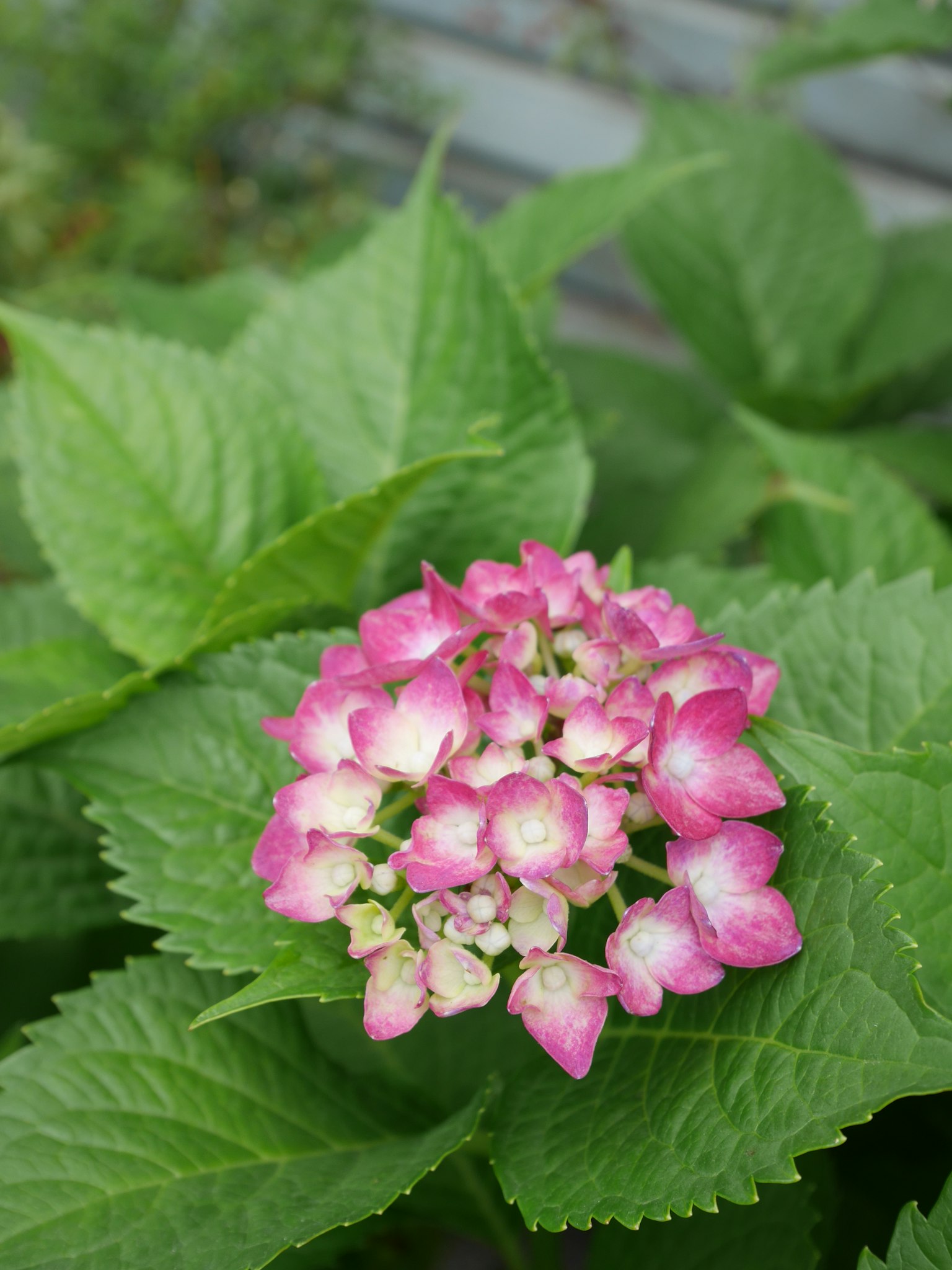 Fiore di ortensia rosa circondato da foglie verdi