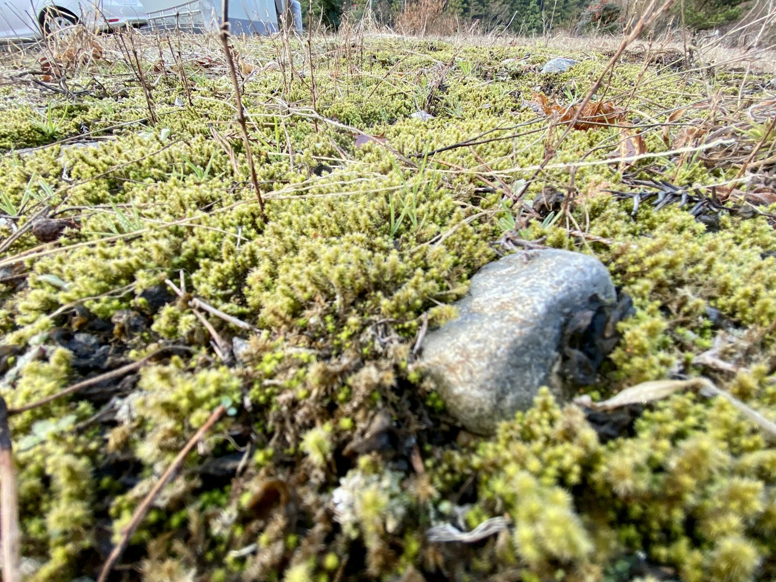 A landscape featuring lush green moss with a stone on top