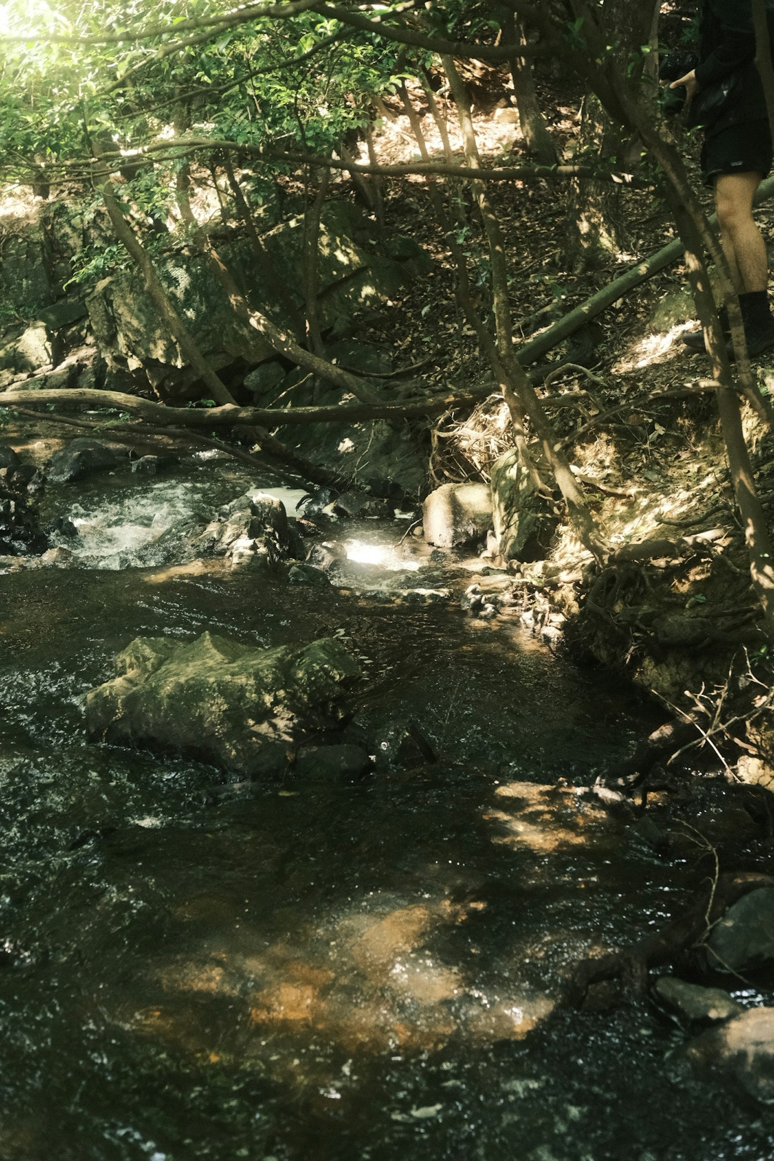 A serene natural scene with a flowing stream surrounded by green trees