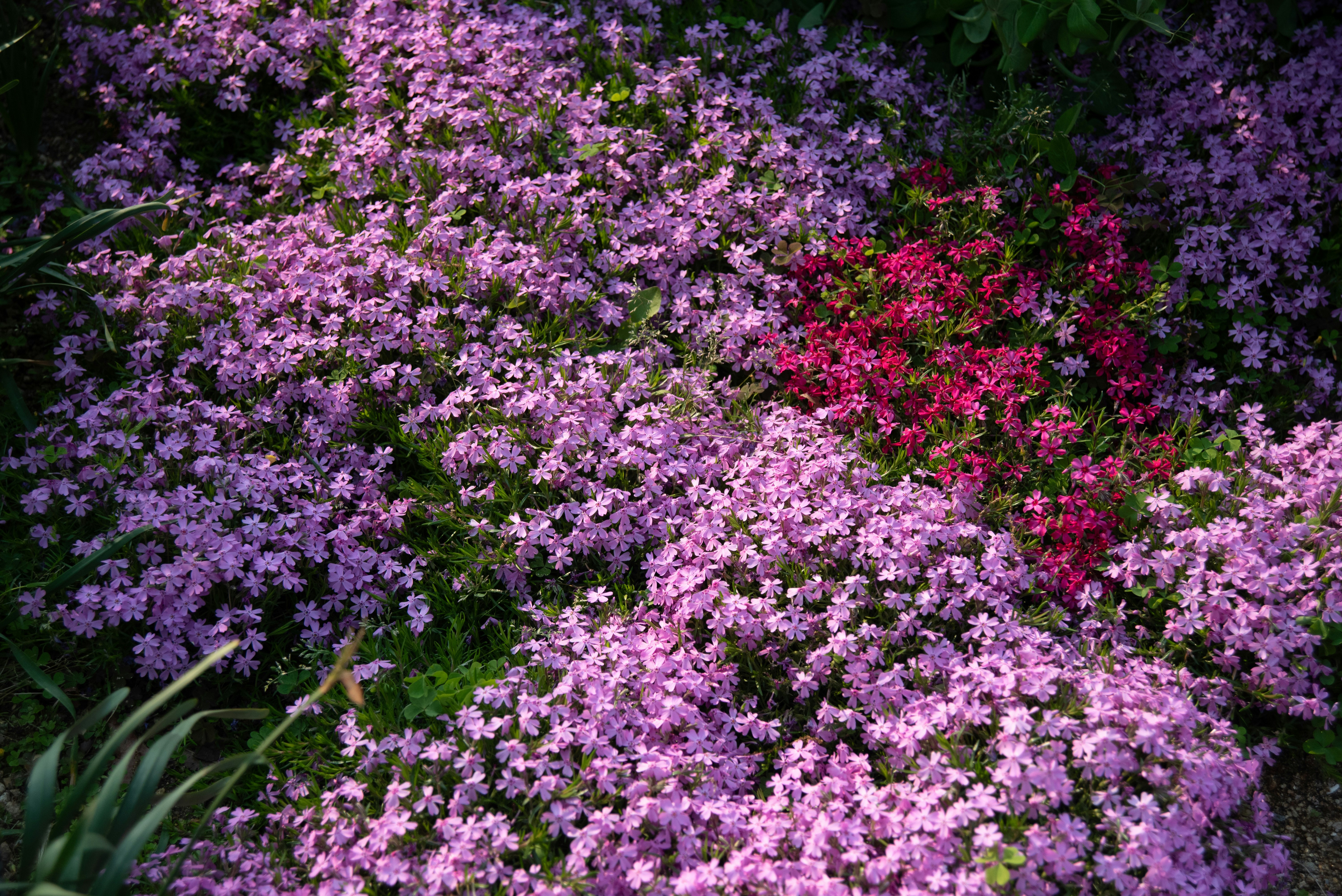 Teppich-Phlox blüht dicht in einem Blumenbeet