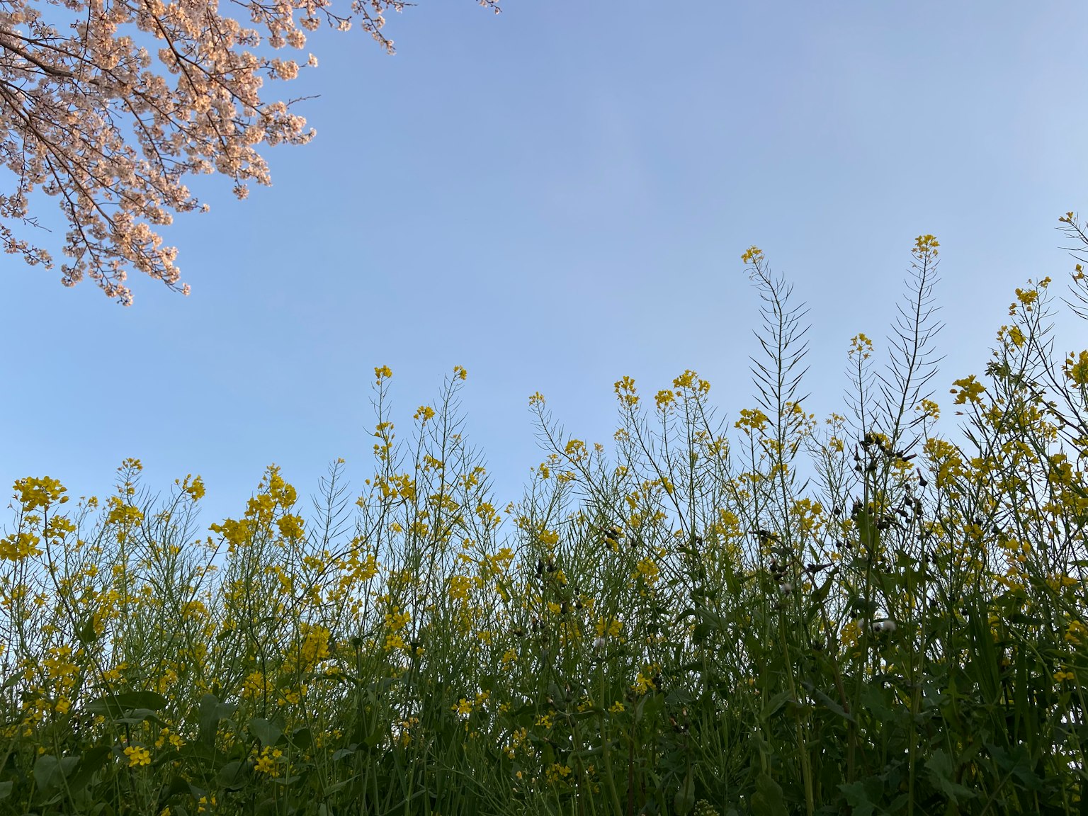 Paisaje de flores amarillas contra un cielo azul