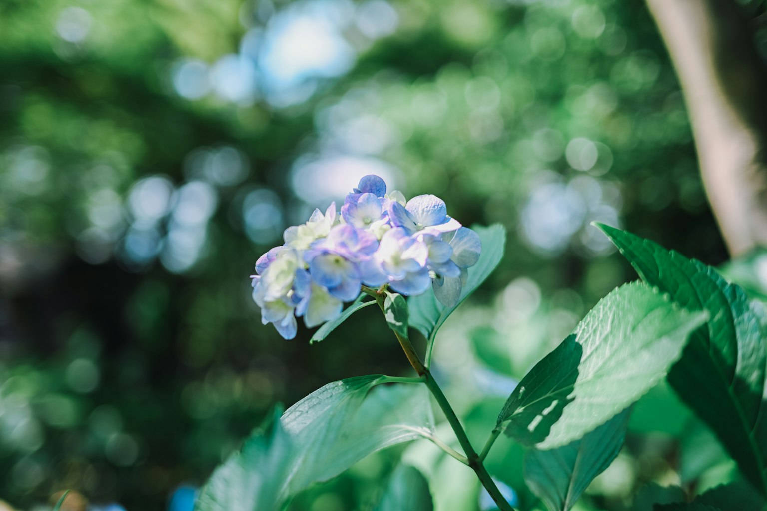 A close-up of a blue-purple flower among green leaves