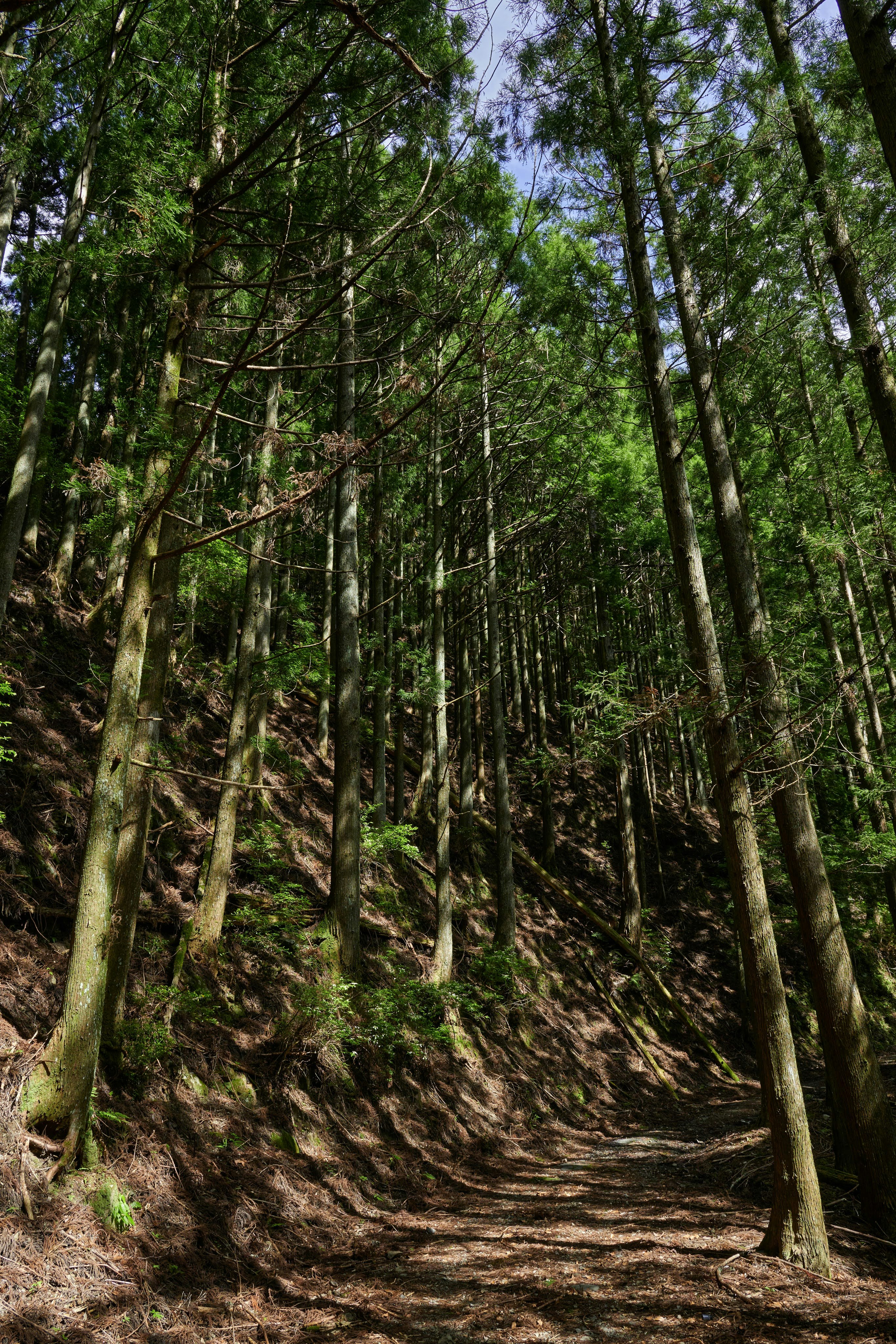 un sendero en el bosque con árboles altos