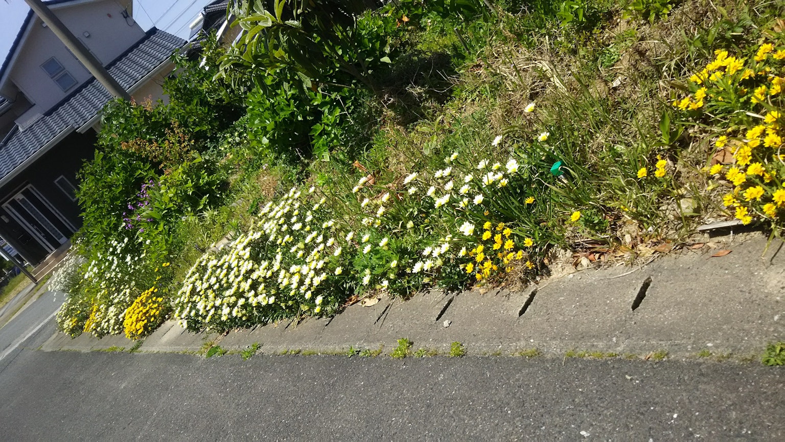 道路旁盛开的白色和黄色野花的景象