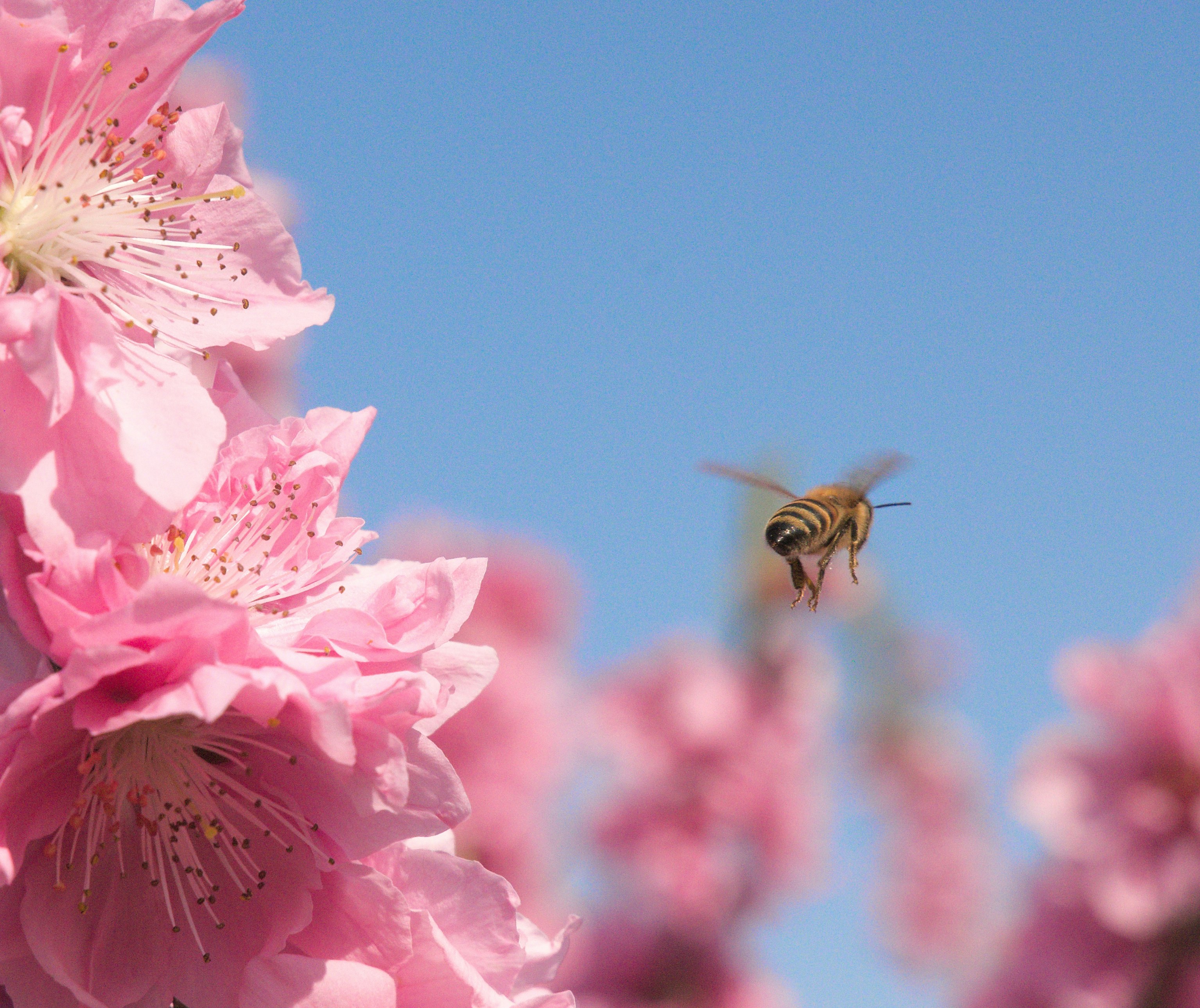 桃の花に飛来するハチの接写