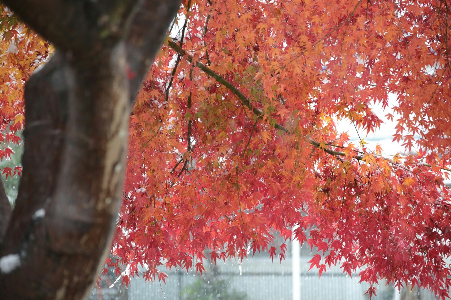 Rami di un albero con foglie rosse vibranti in autunno