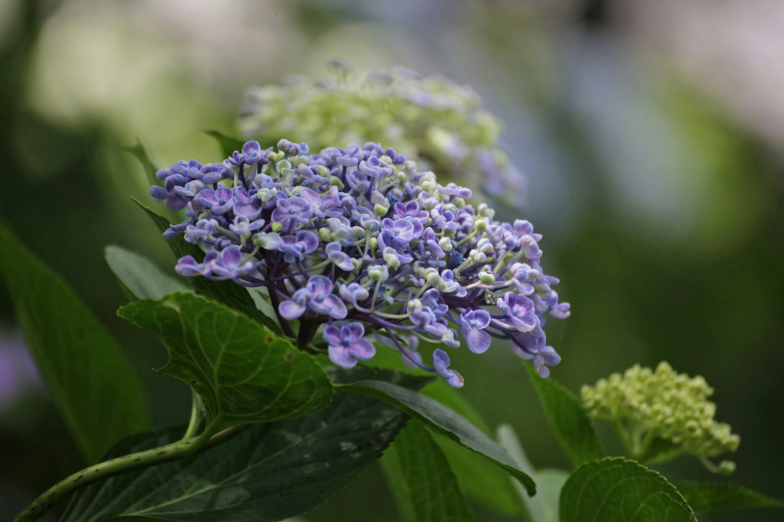 Close-up bunga hydrangea ungu dengan bunga hijau lembut di latar belakang
