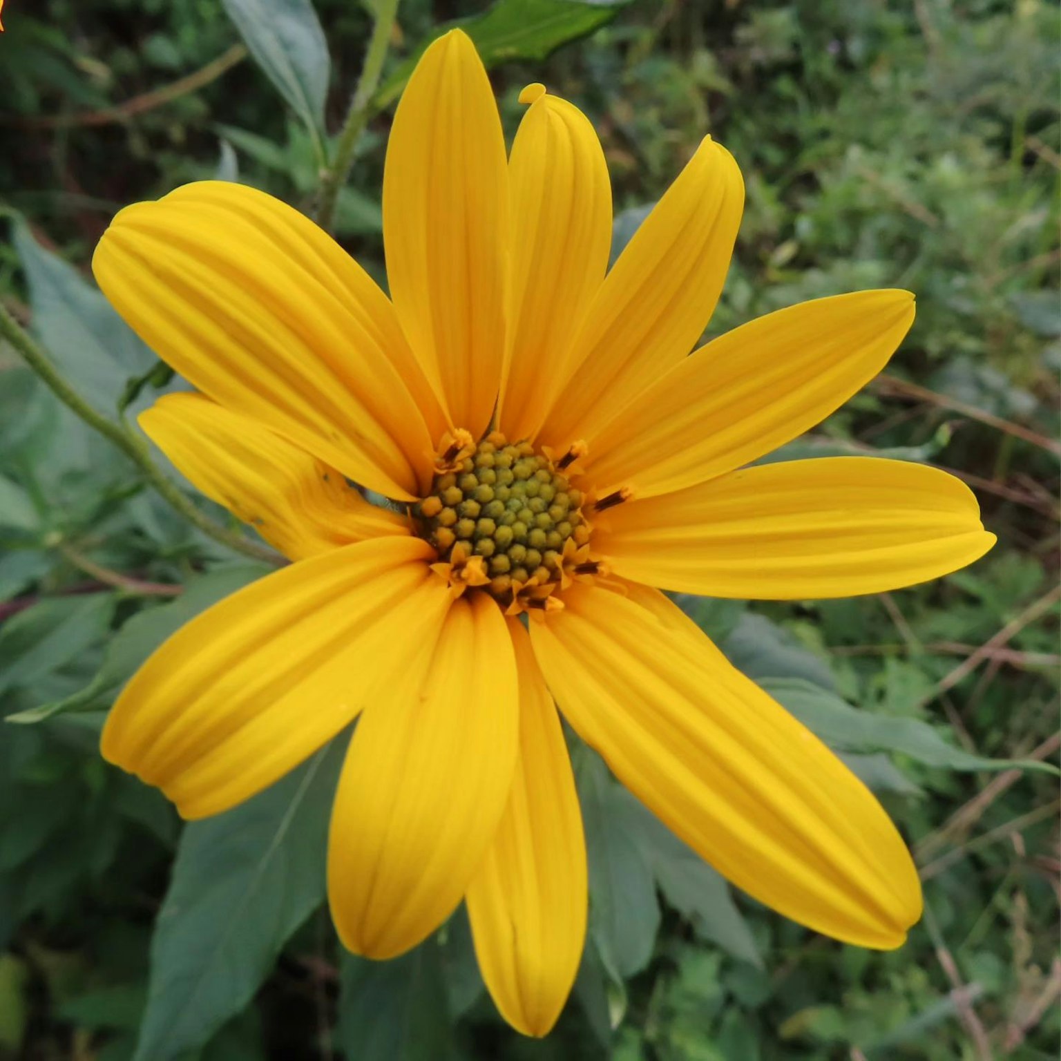 Close-up bunga cerah dengan kelopak kuning