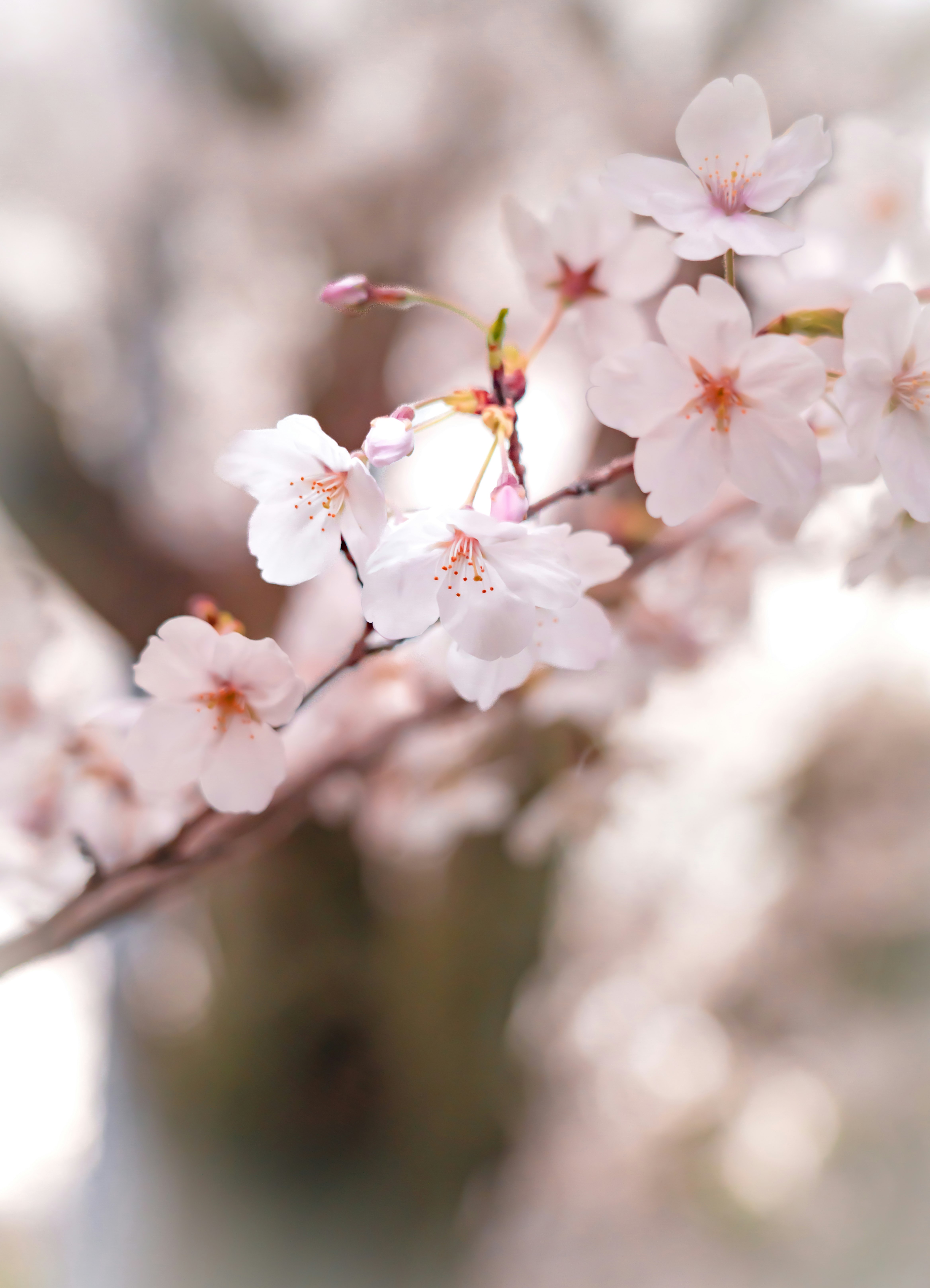 桜の花びらが寄り添う春の花のクローズアップ