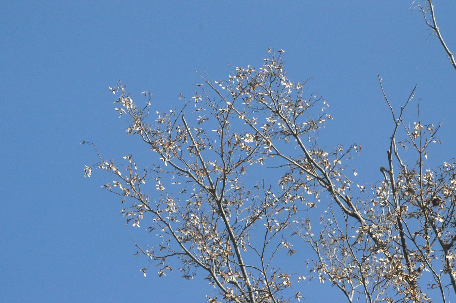 Branches fines avec des fleurs blanches sur un ciel bleu