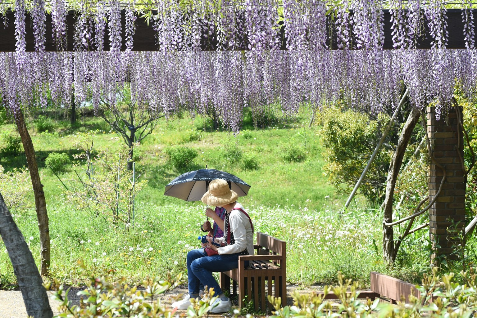 Una donna seduta su una sedia con un ombrello circondata da fiori di glicine in fiore