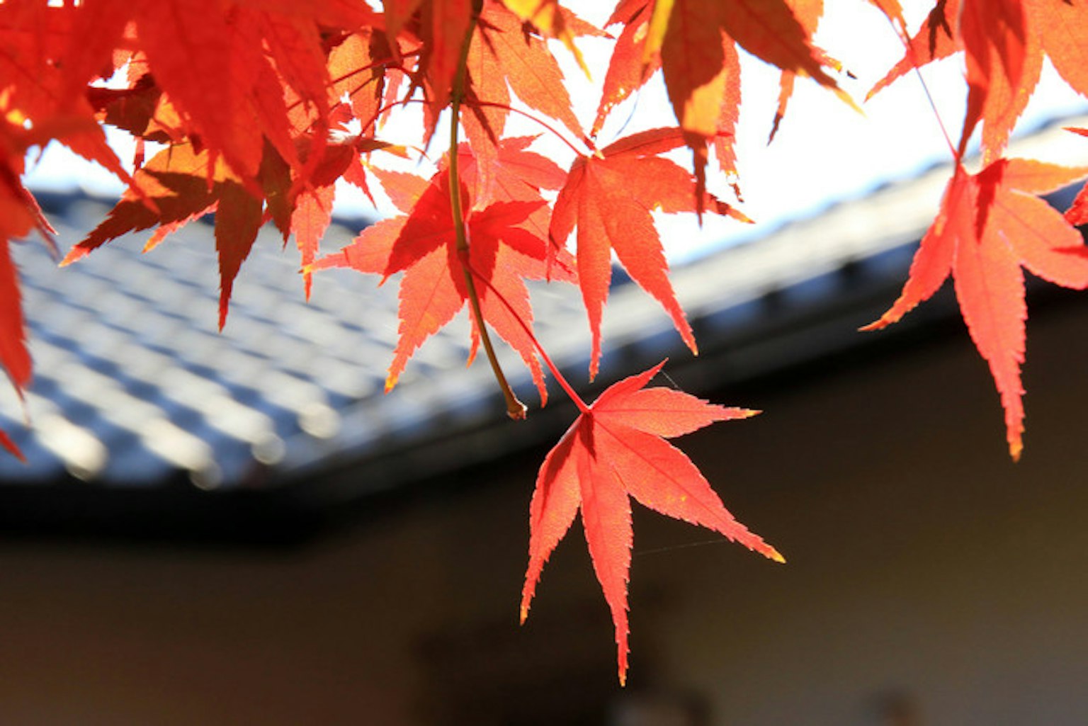 Foglie di acero rosse vivaci appese sopra un tetto tradizionale