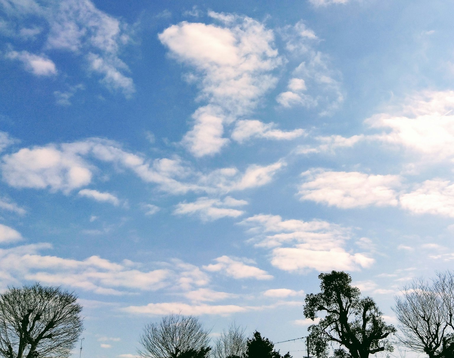 Ciel bleu avec des nuages blancs et des arbres en silhouette