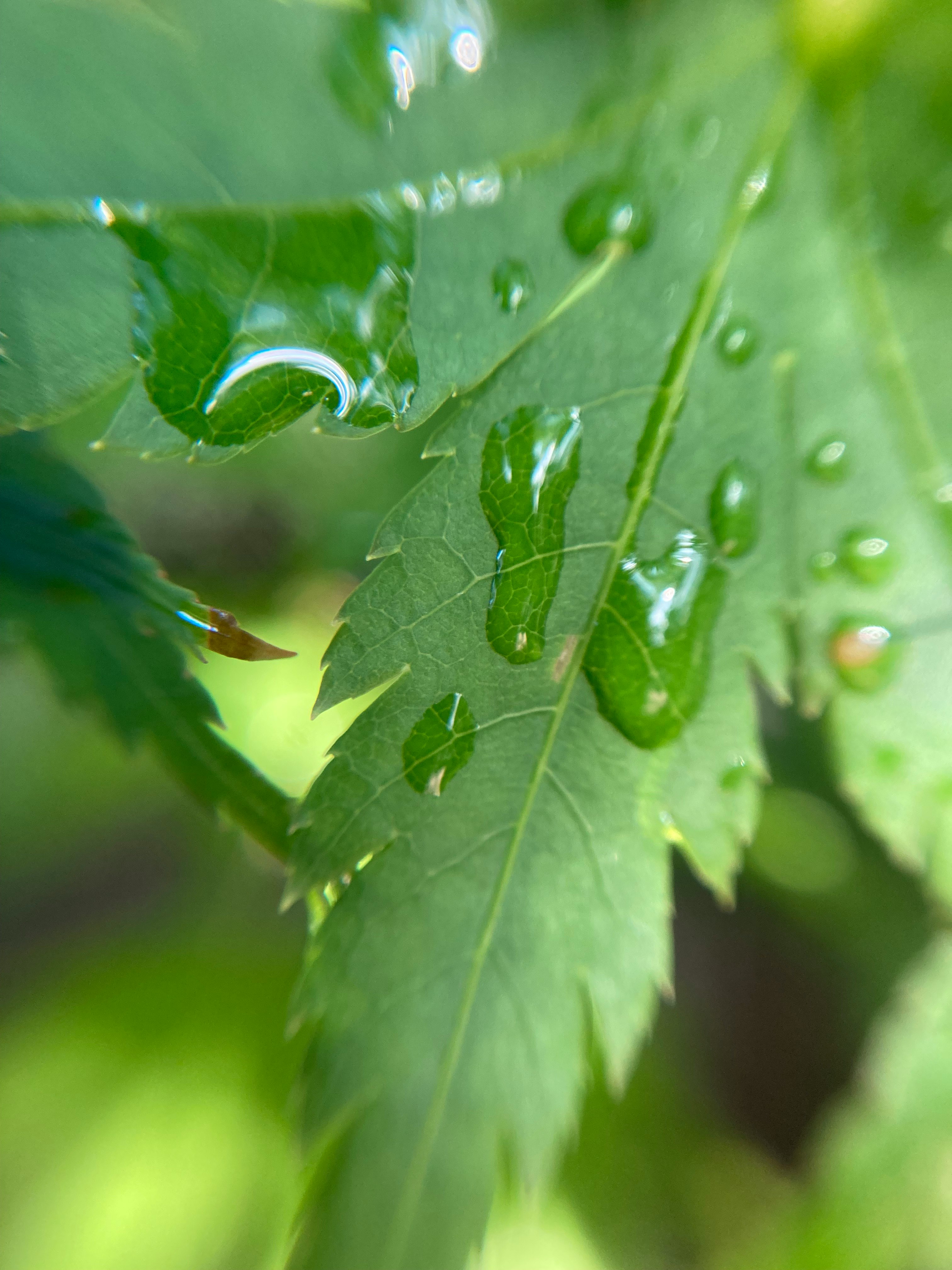 雨粒のついた葉のクローズアップ