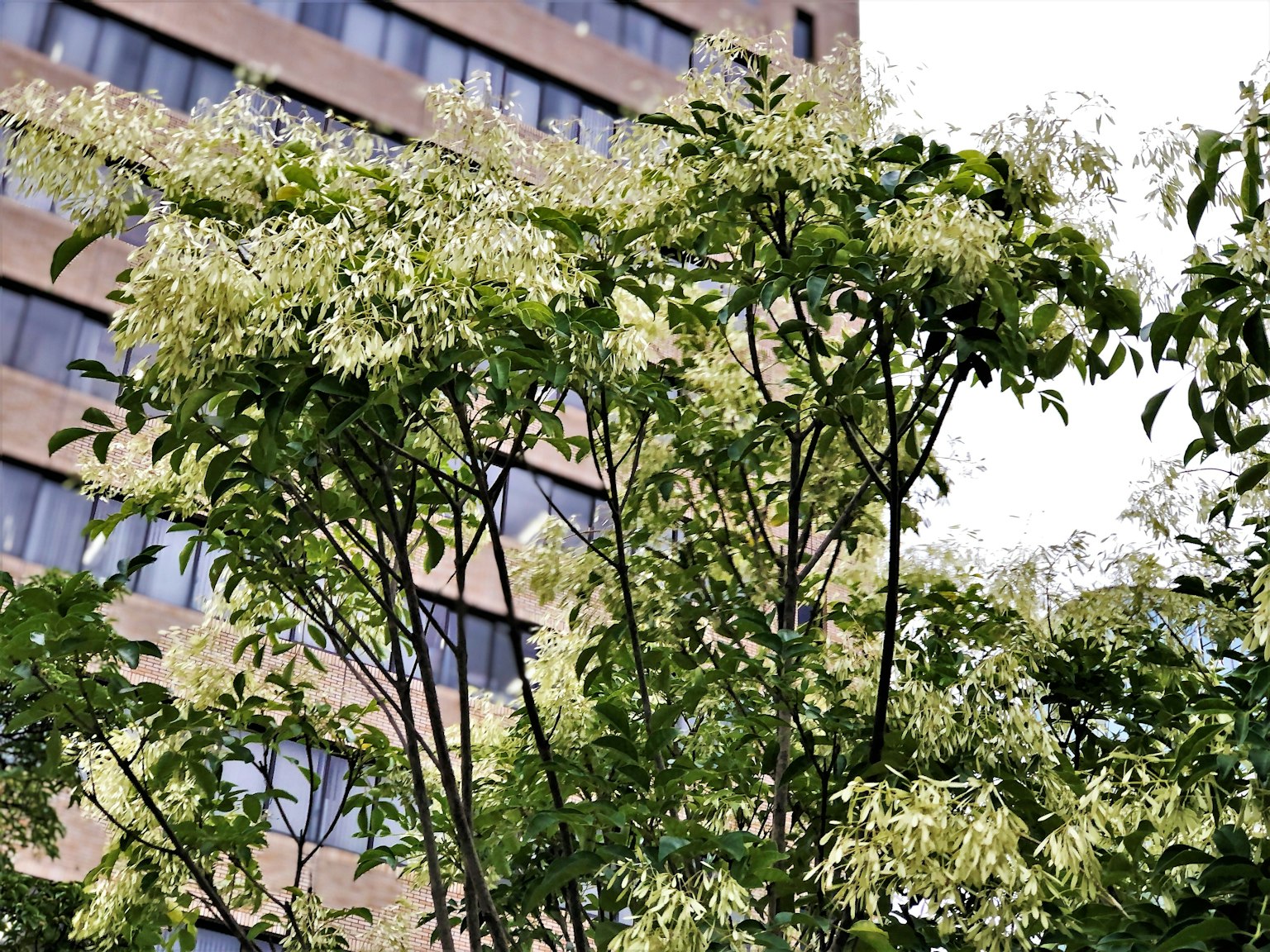 Ramas de un árbol con flores blancas frente a un edificio