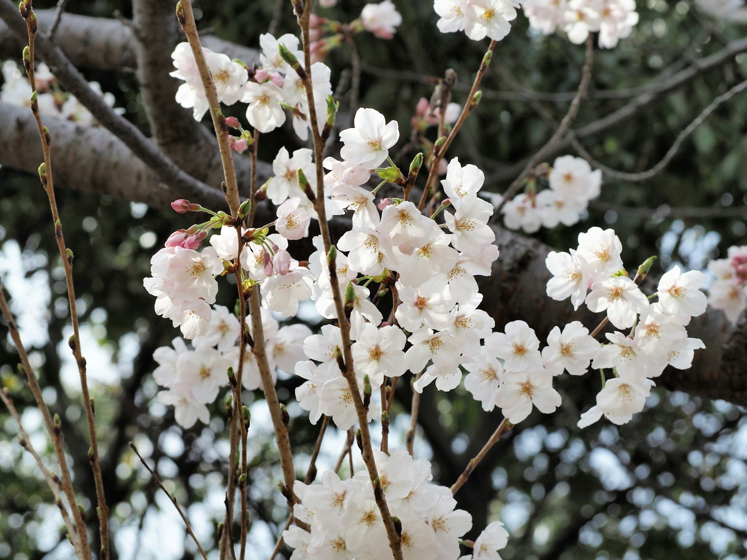 樱花盛开的特写