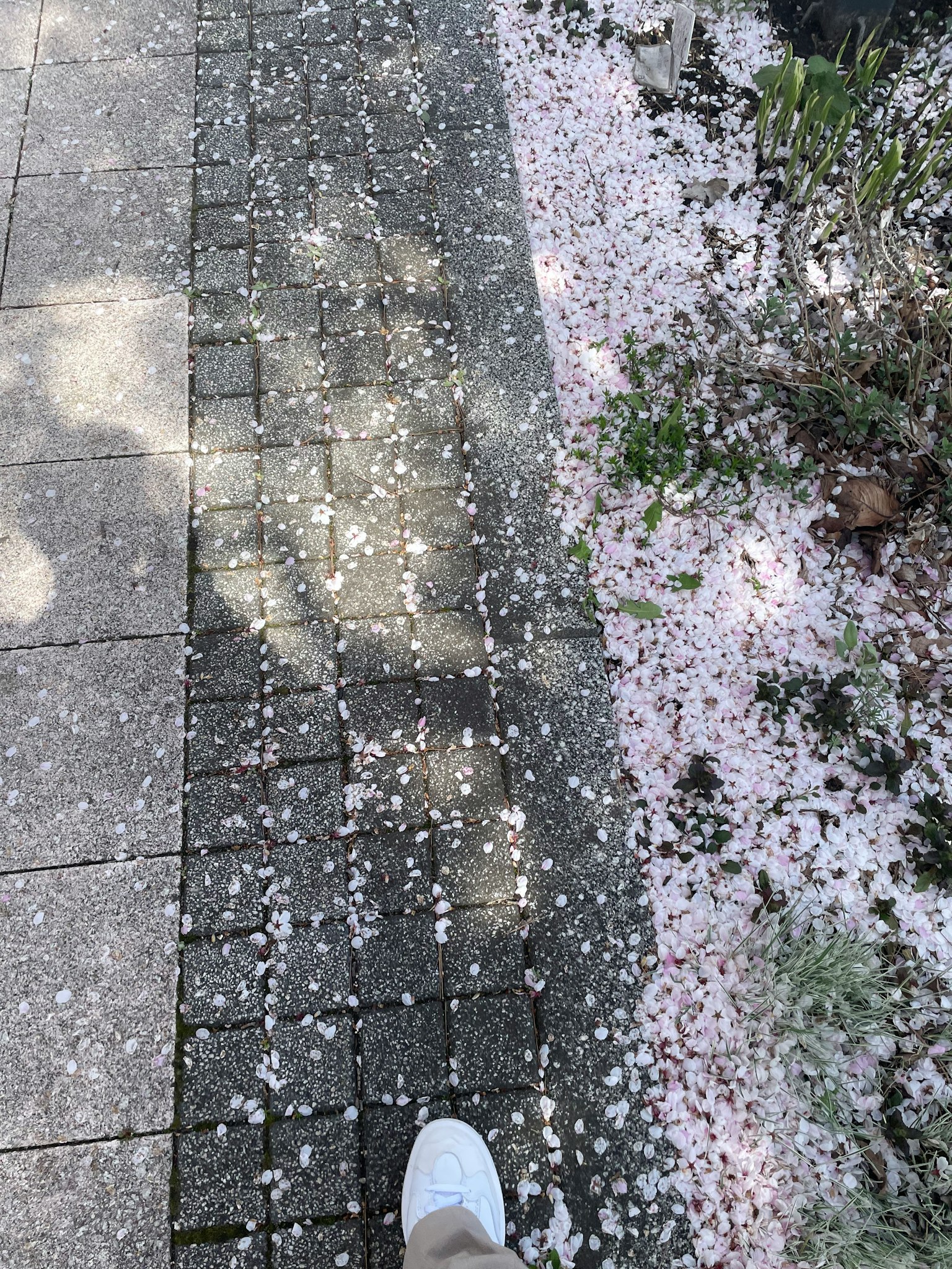 一條鋪滿櫻花瓣的小路旁邊有一隻白色鞋子的腳