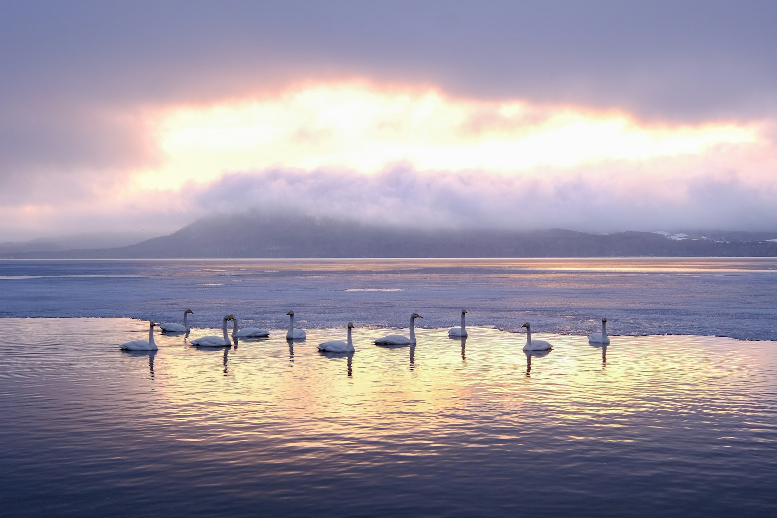 Schwäne, die auf einem See schwimmen, mit einem sanften Sonnenaufgang im Hintergrund