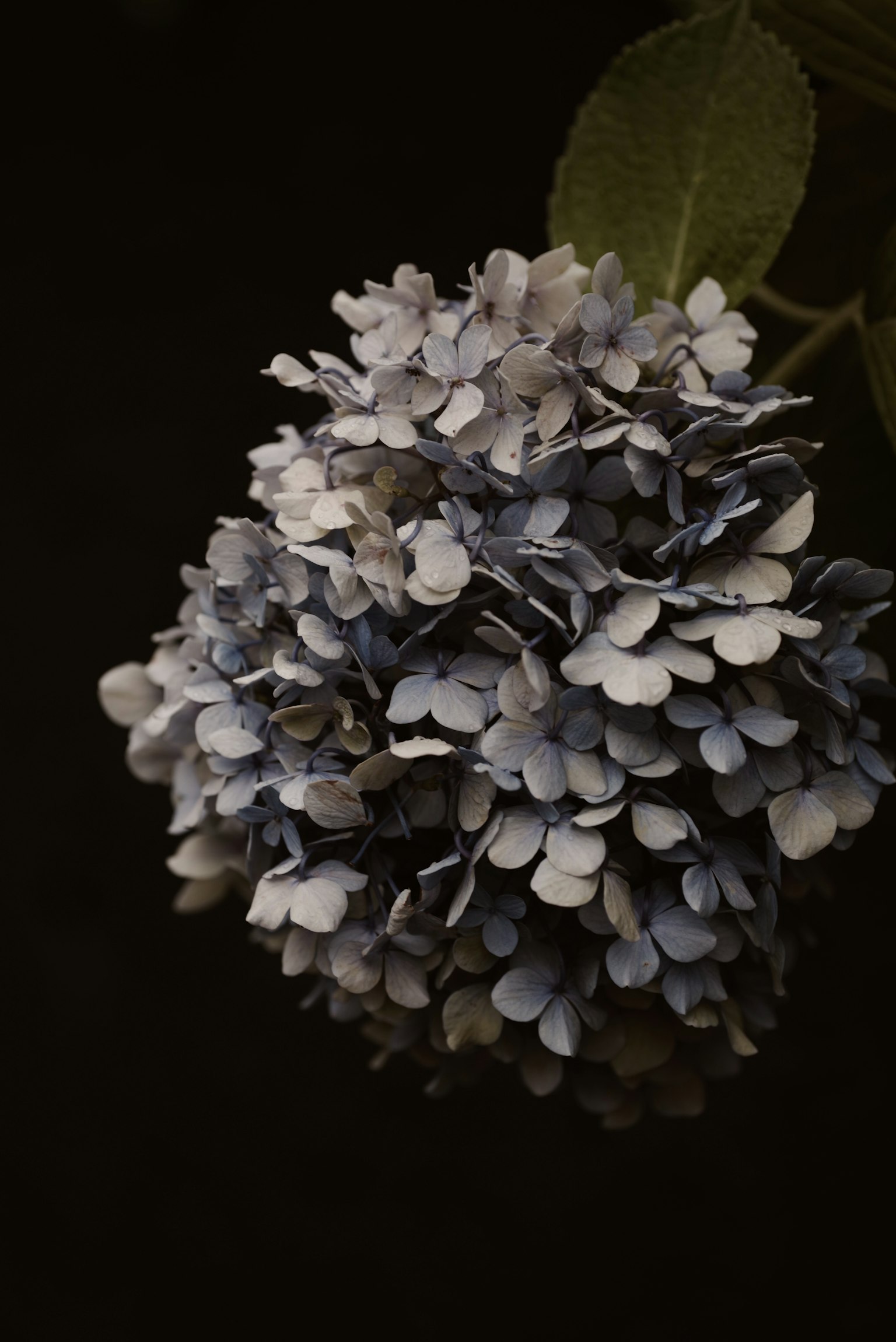 暗い背景に浮かぶ青紫色のアジサイの花束