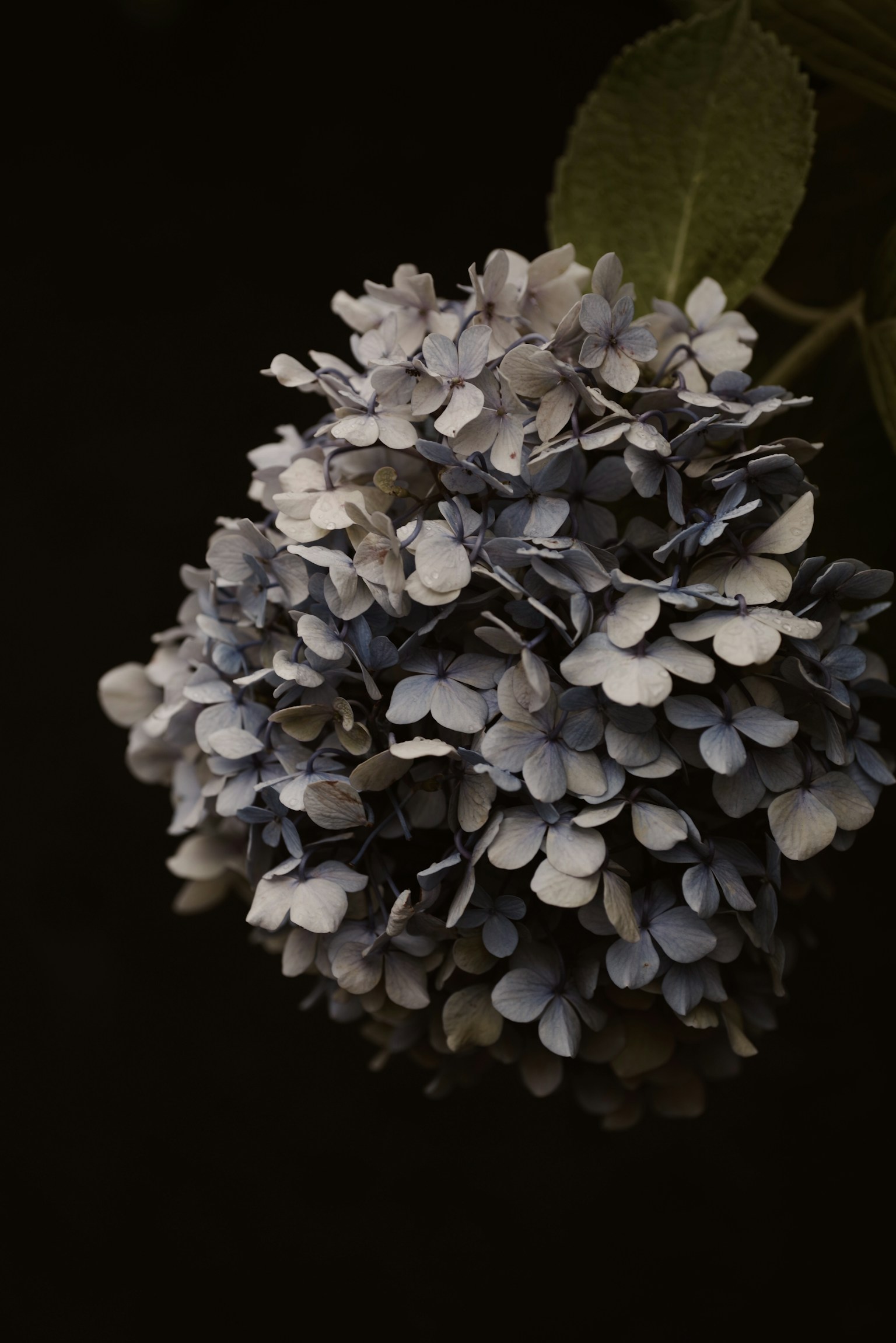 Un mazzo di fiori di ortensia blu-viola su sfondo scuro