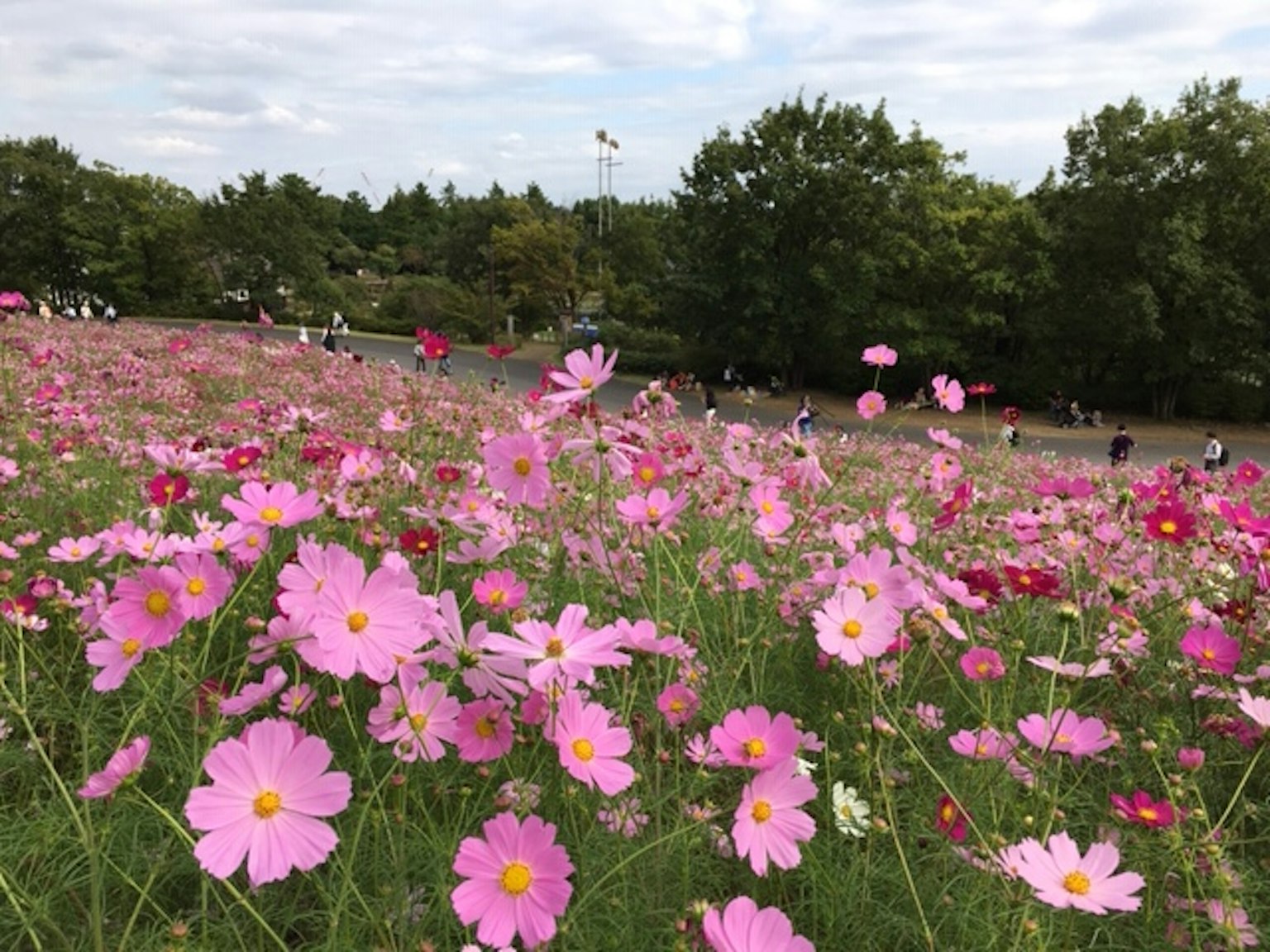 Campo de flores de cosmos rosas en flor con personas al fondo