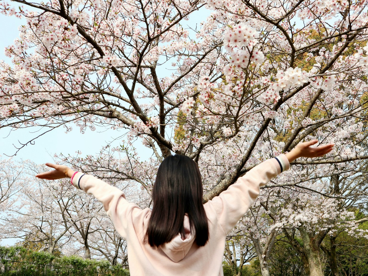 벚꽃 나무 아래에서 팔을 벌리고 있는 여성