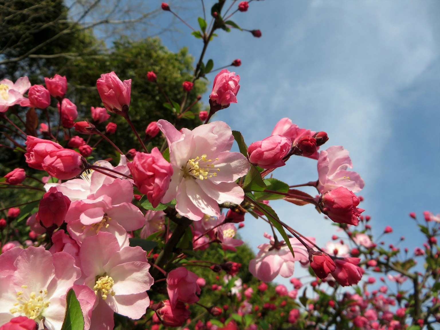 Ramas con flores rosas y botones bajo un cielo azul