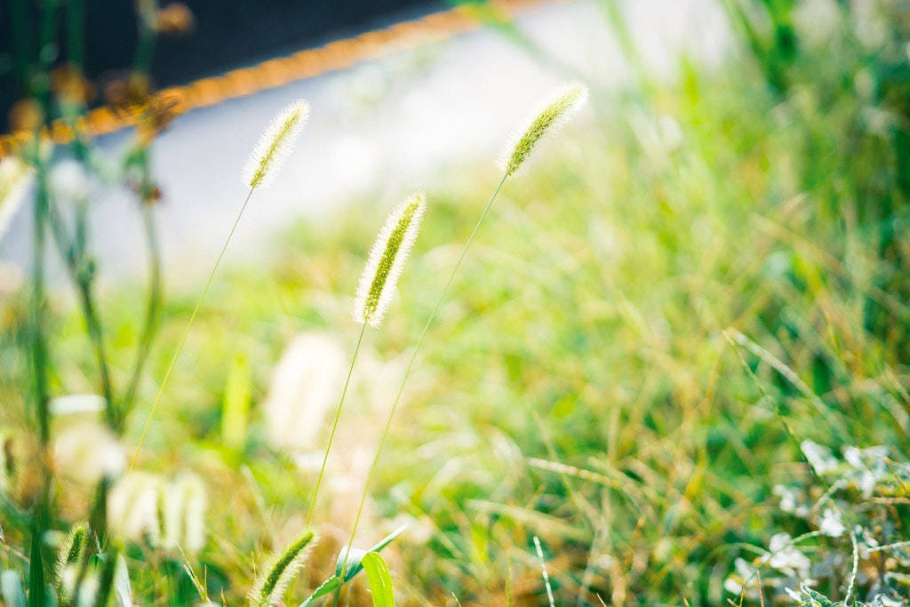 草むらの中で揺れる小さな花と穂先のある風景