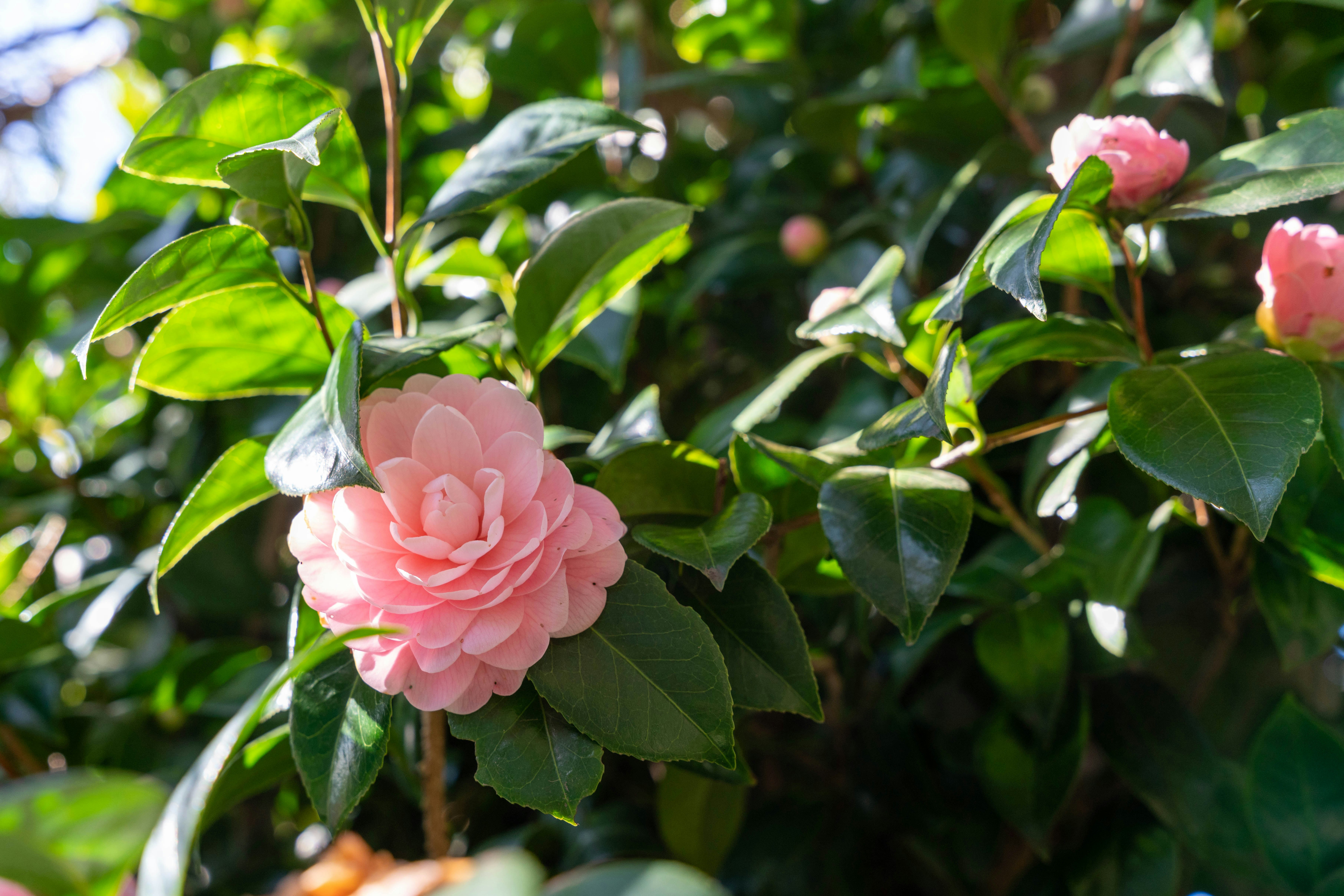 ピンクの椿の花が緑の葉に囲まれて咲いている
