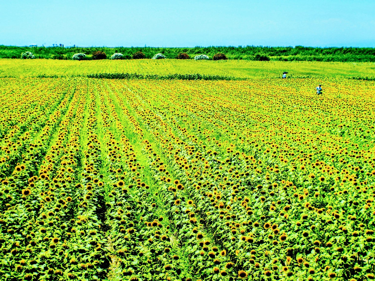 Weites Sonnenblumenfeld mit arbeitenden Menschen