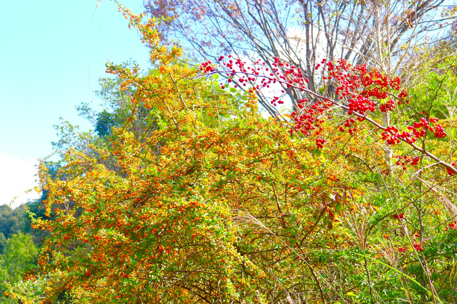 鮮豔的綠色和黃色樹葉，樹上有紅色果實