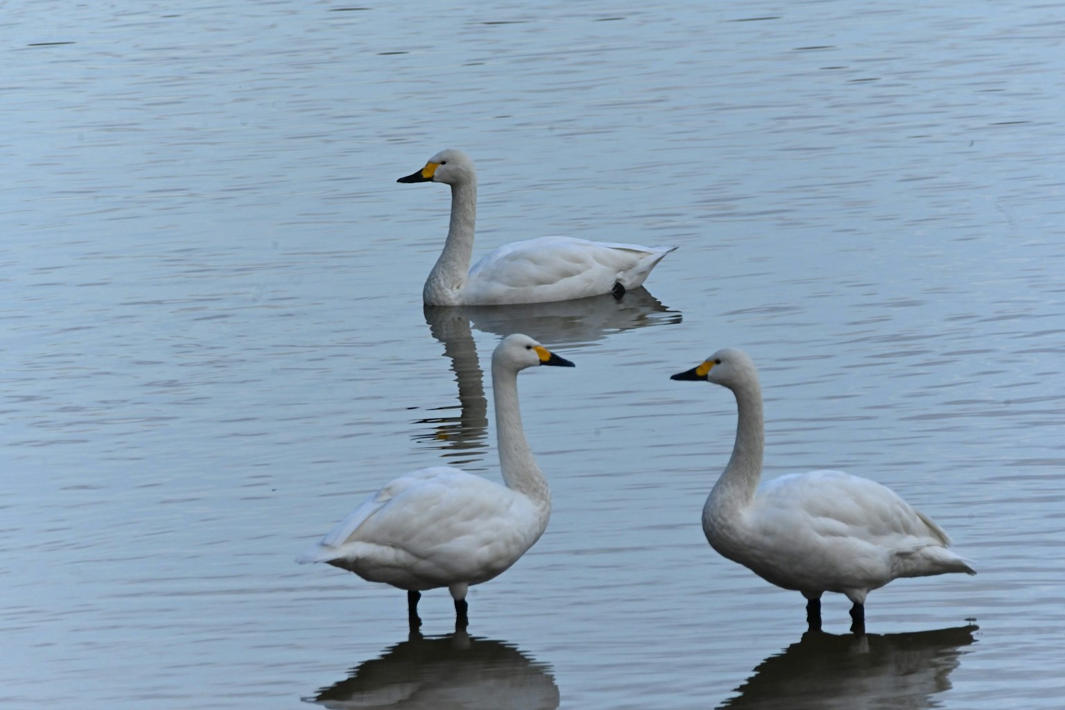 Trois cygnes se tenant calmement sur la surface de l'eau