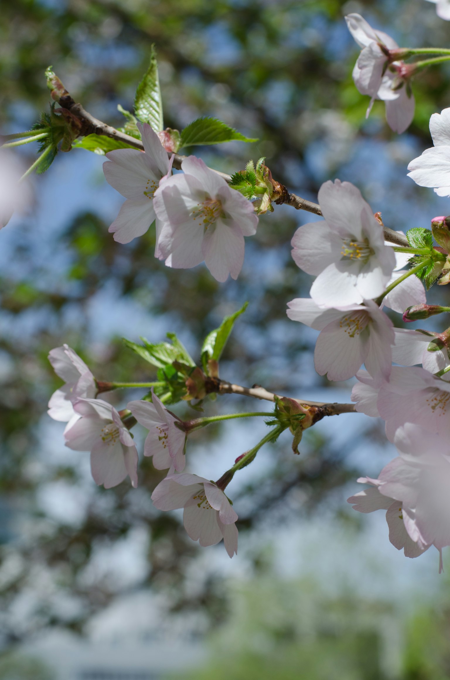 Acercamiento de ramas de cerezo en flor con flores blancas contra un cielo azul