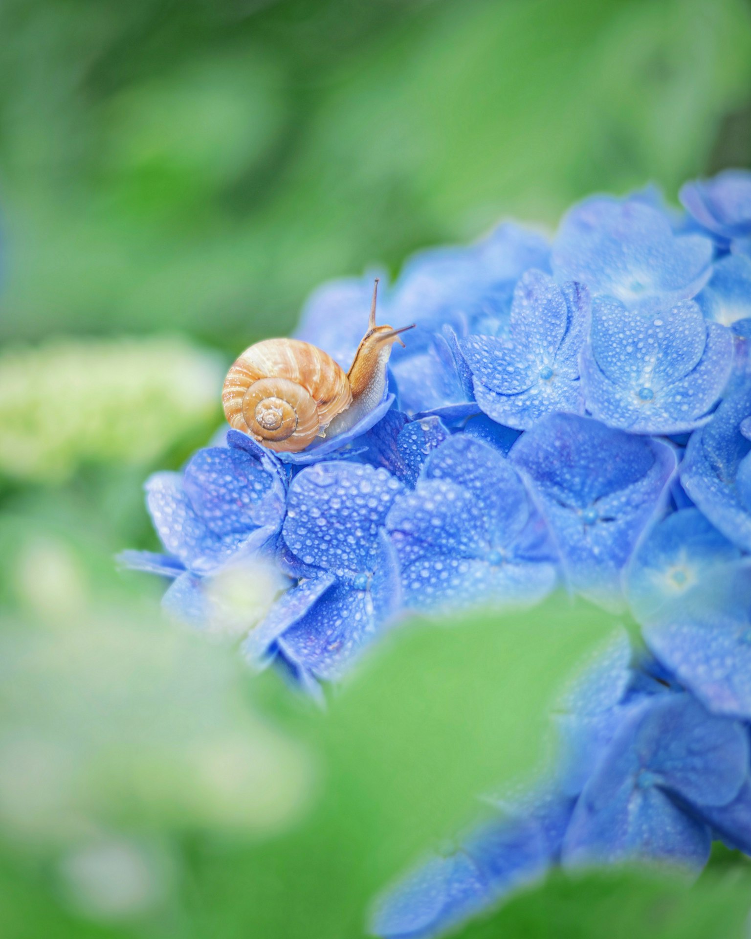 Una piccola lumaca su un fiore di ortensia blu